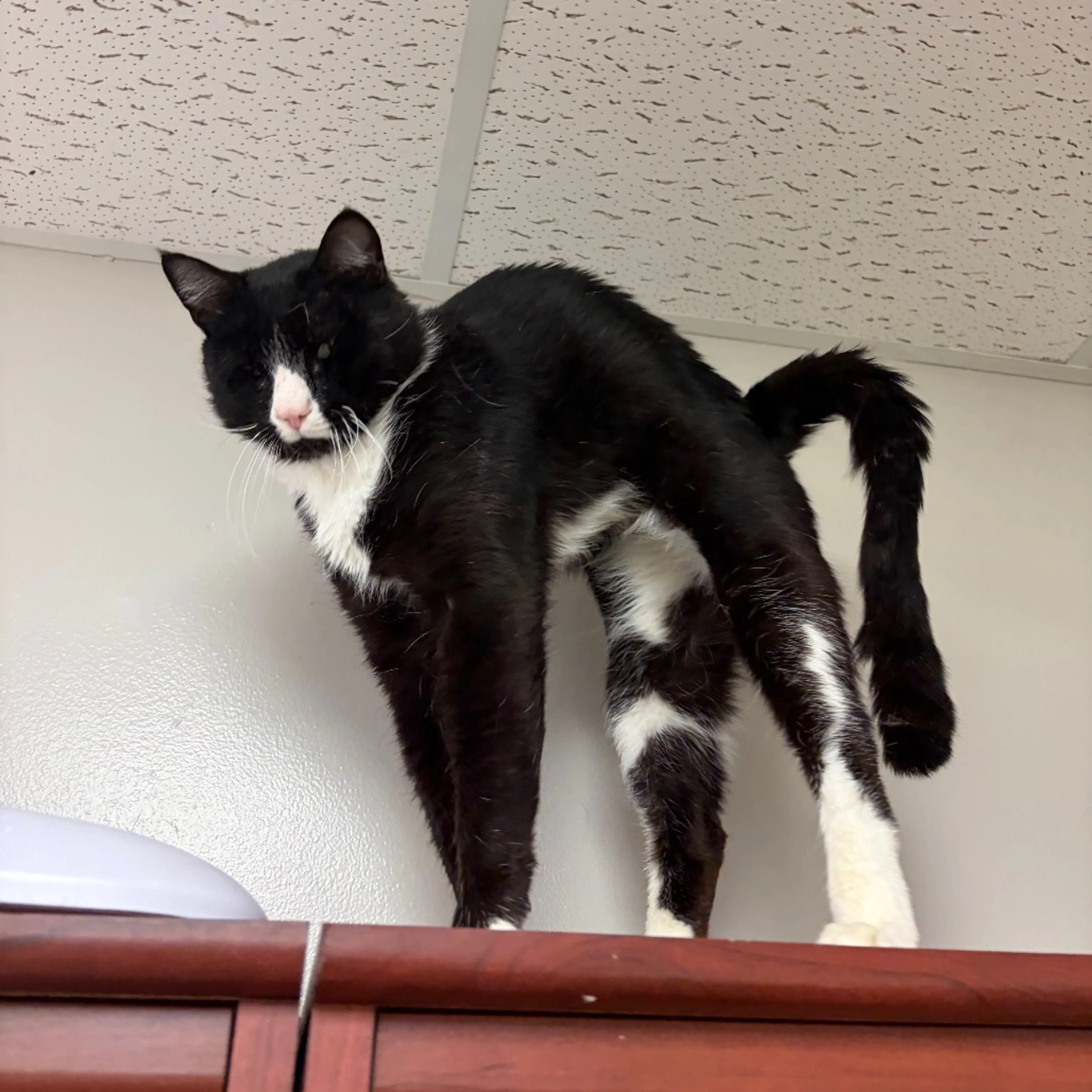 Found pet-3