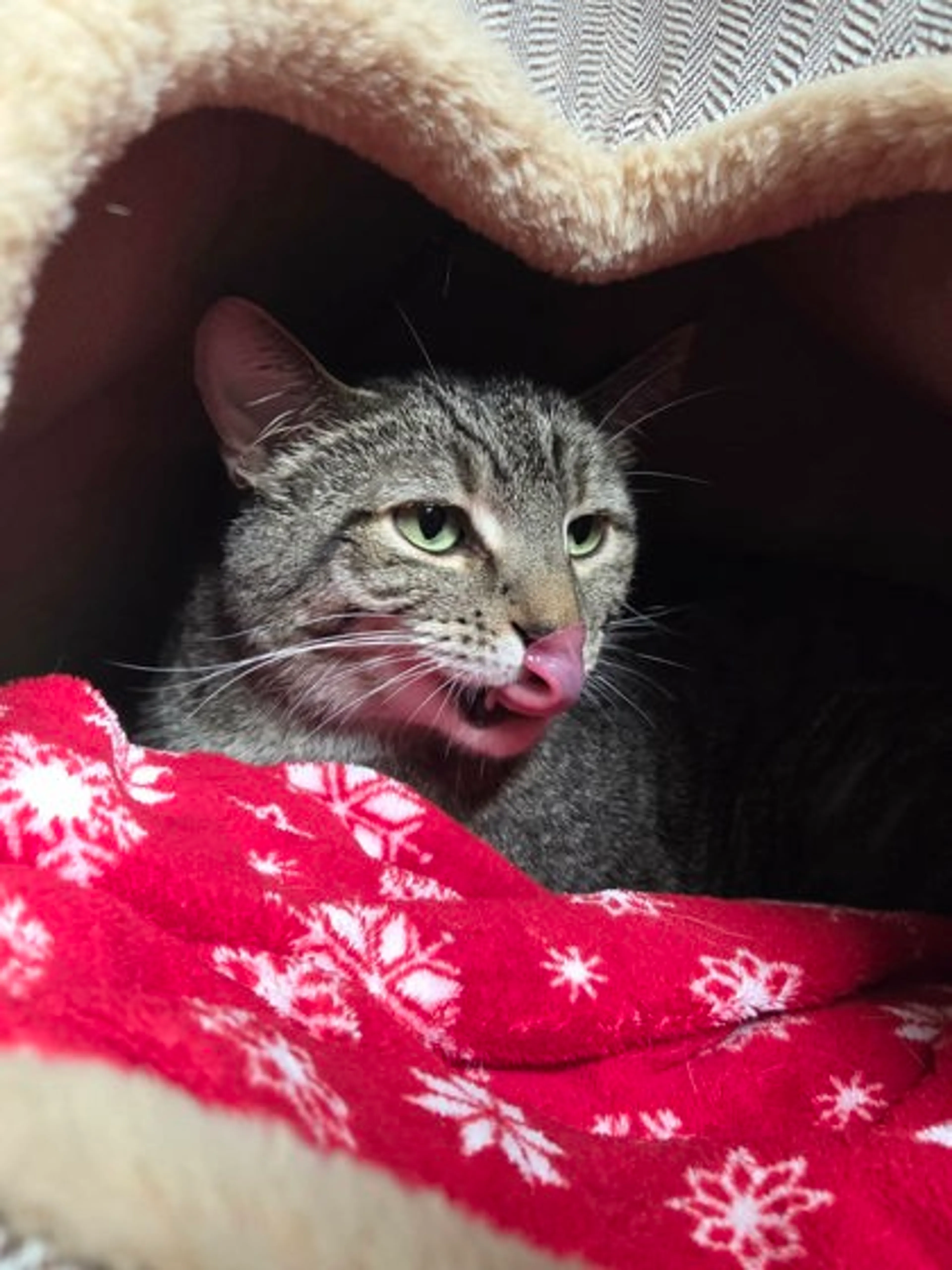 Found pet-2