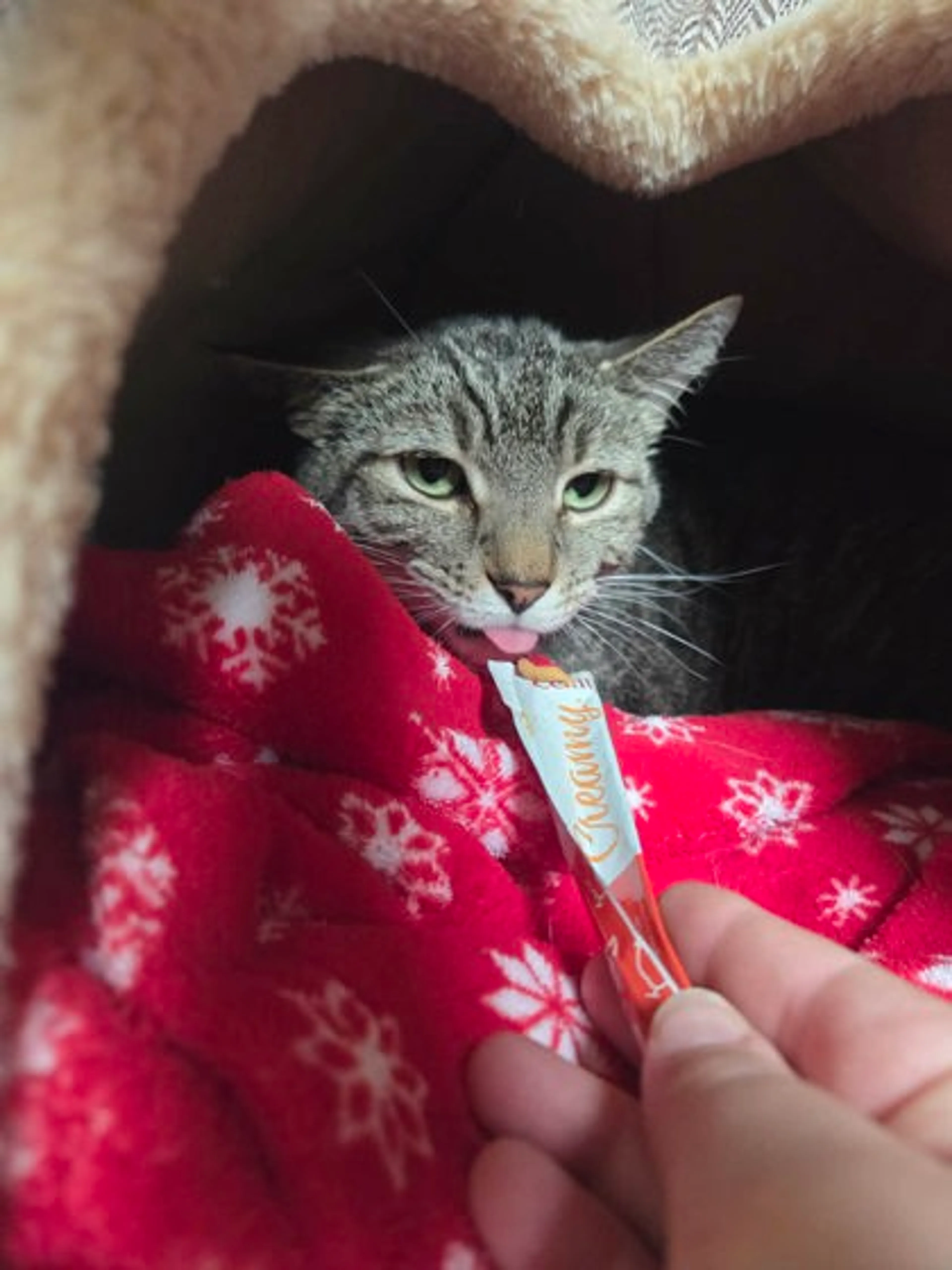 Found pet-1