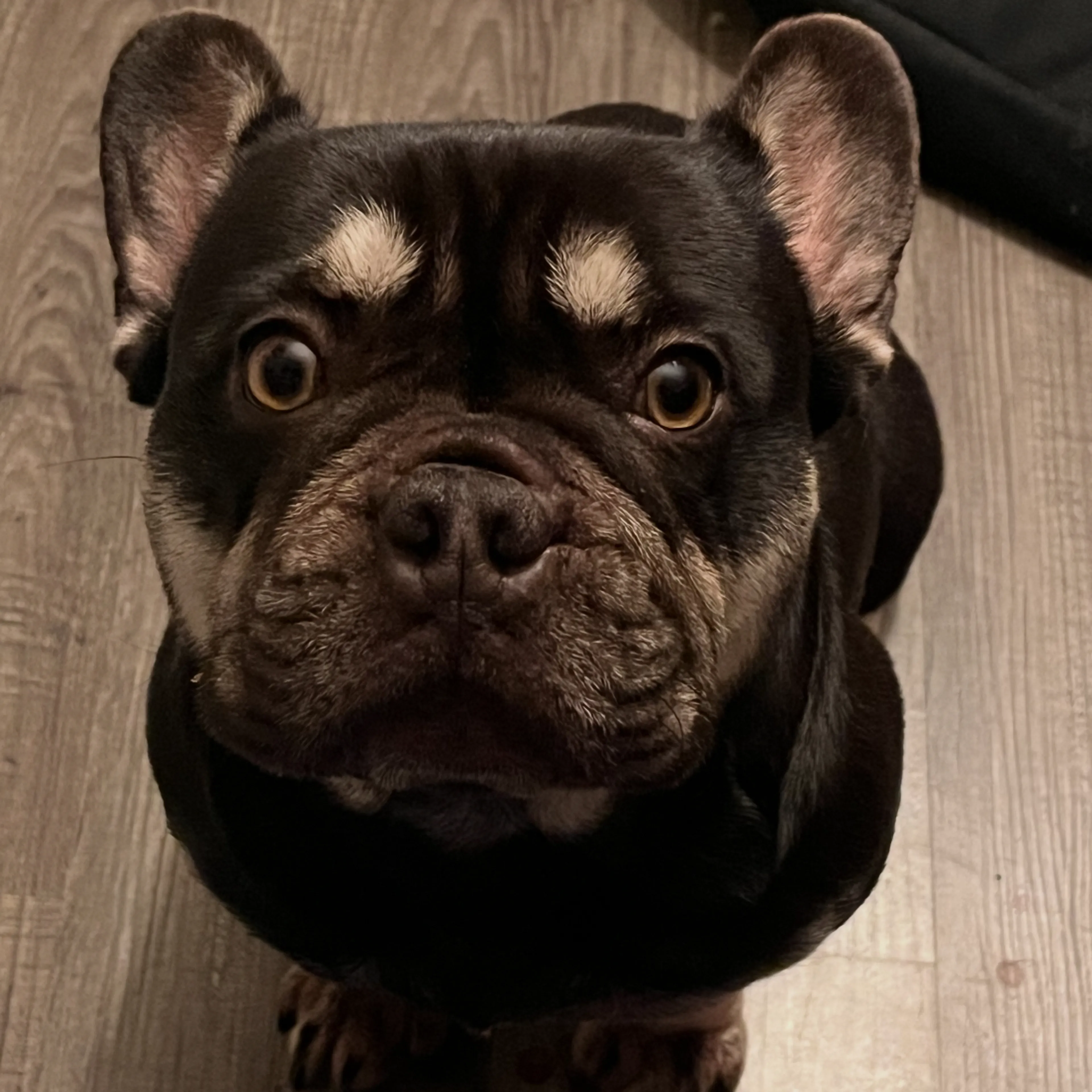 Lost pet-2