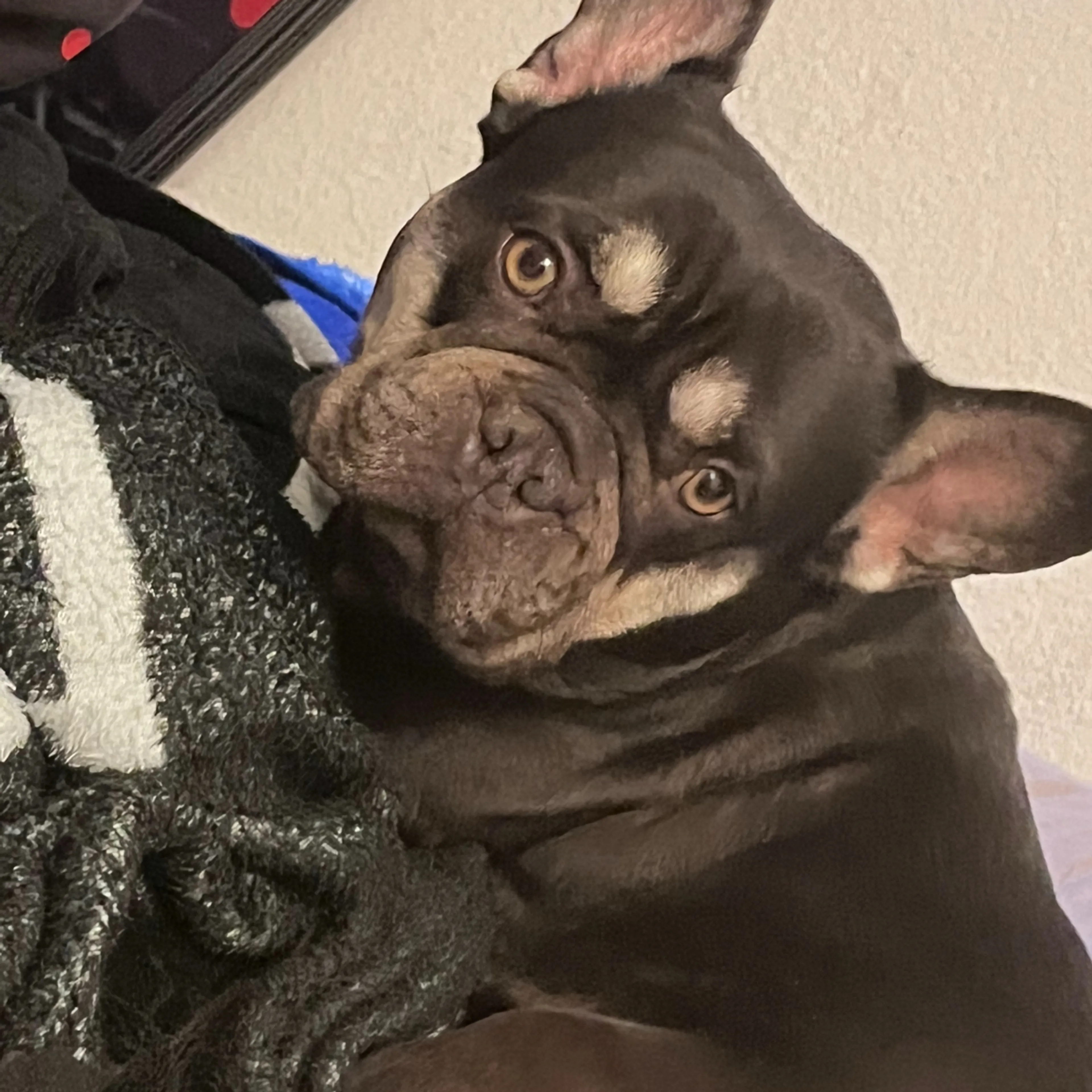 Lost pet-3