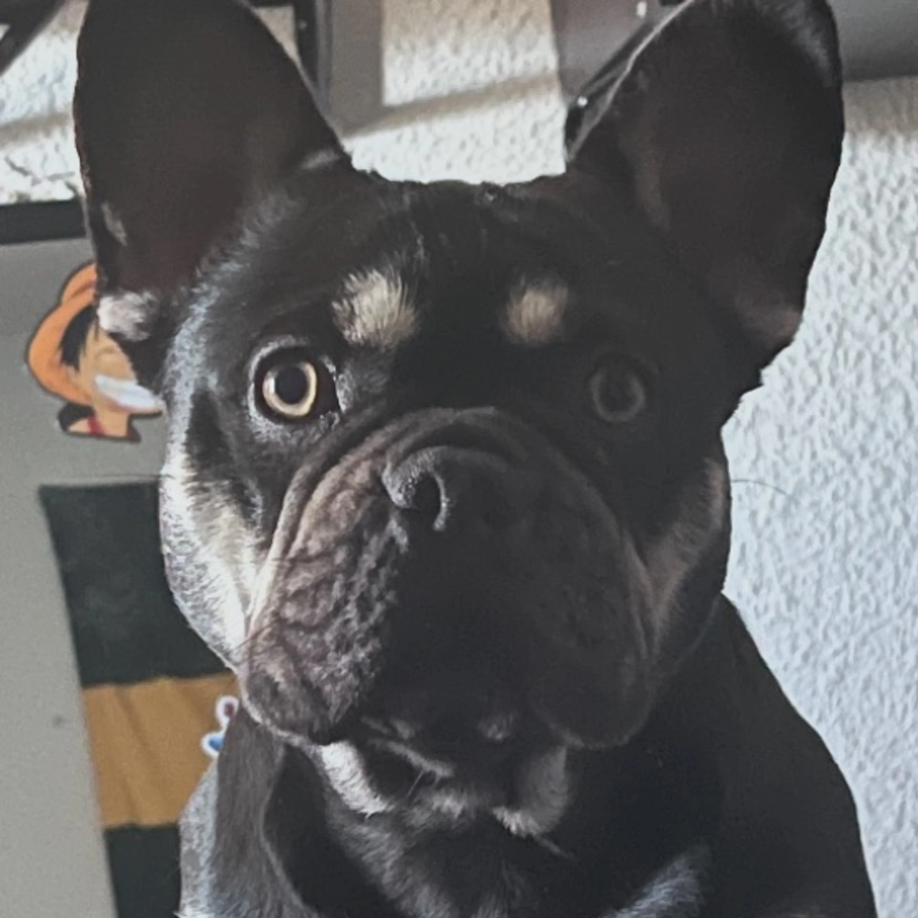 Lost pet-0