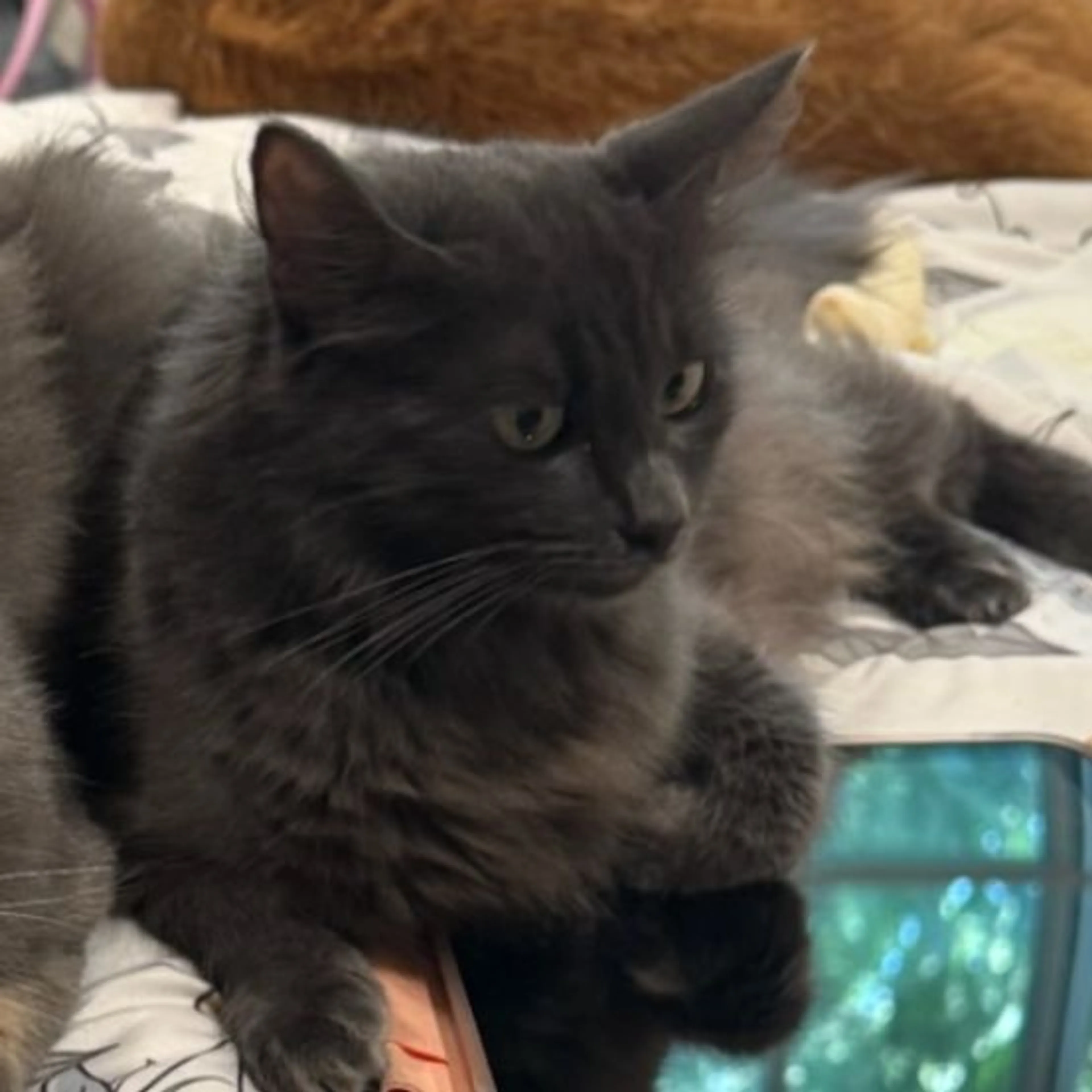 Lost pet