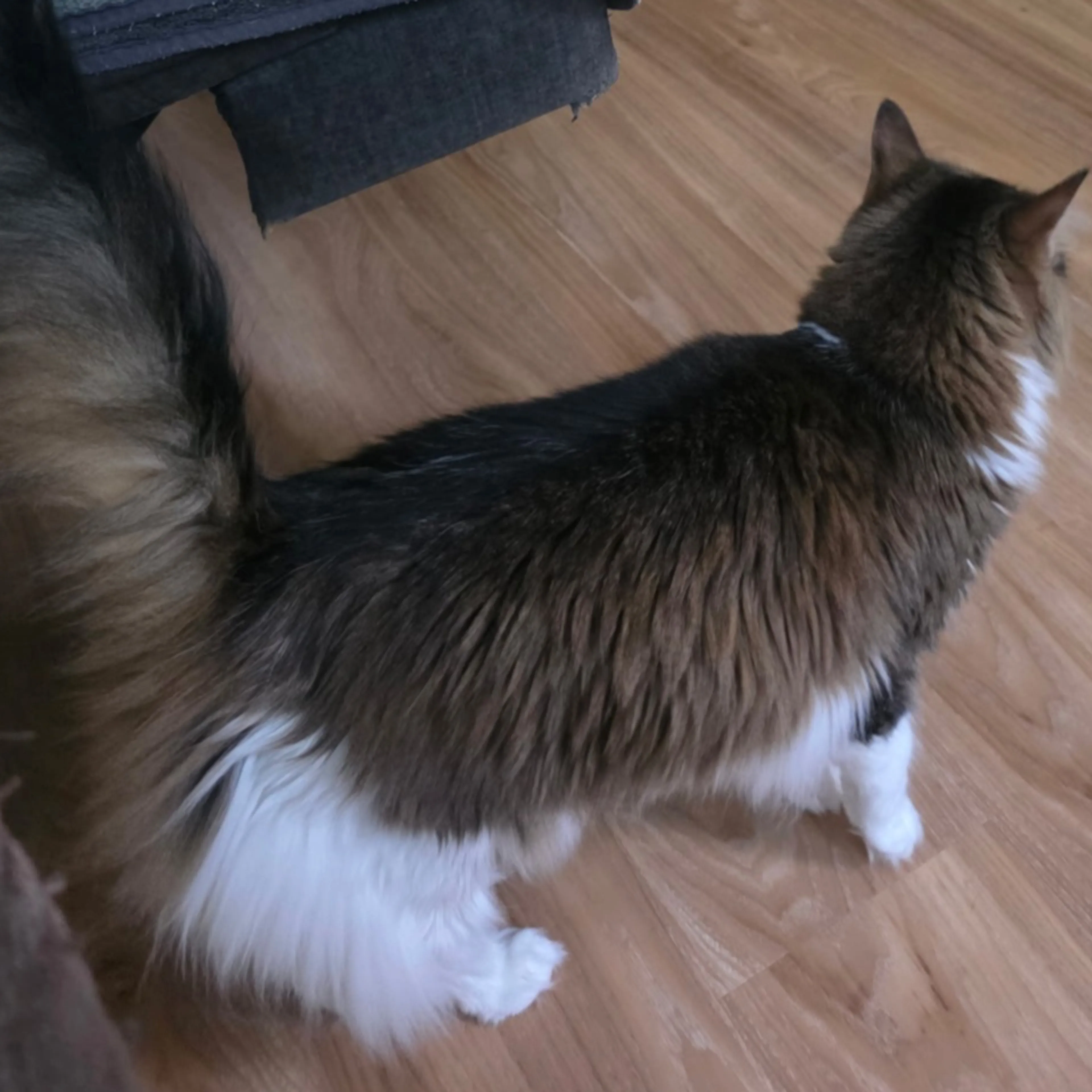 Lost pet-1
