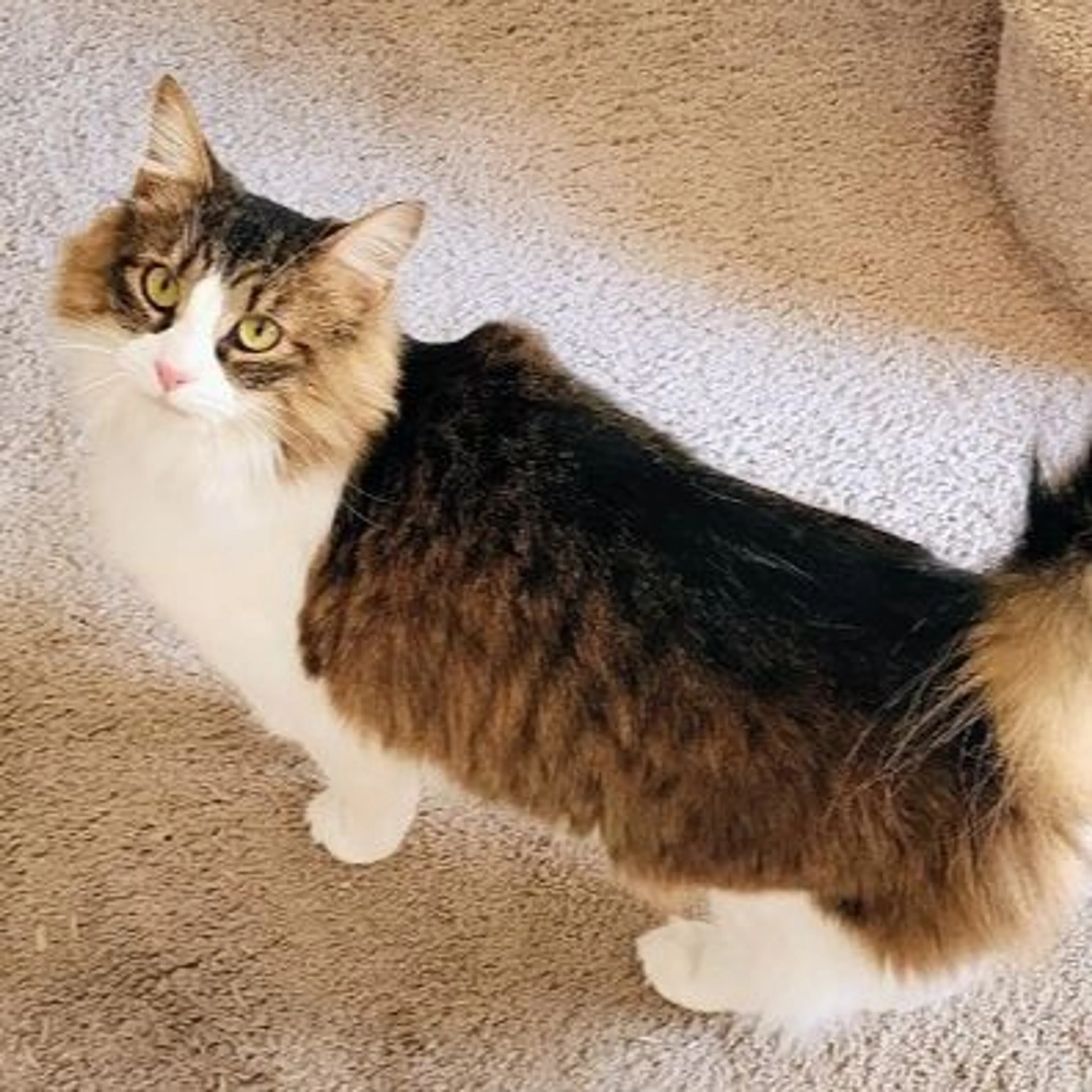 Lost pet-0