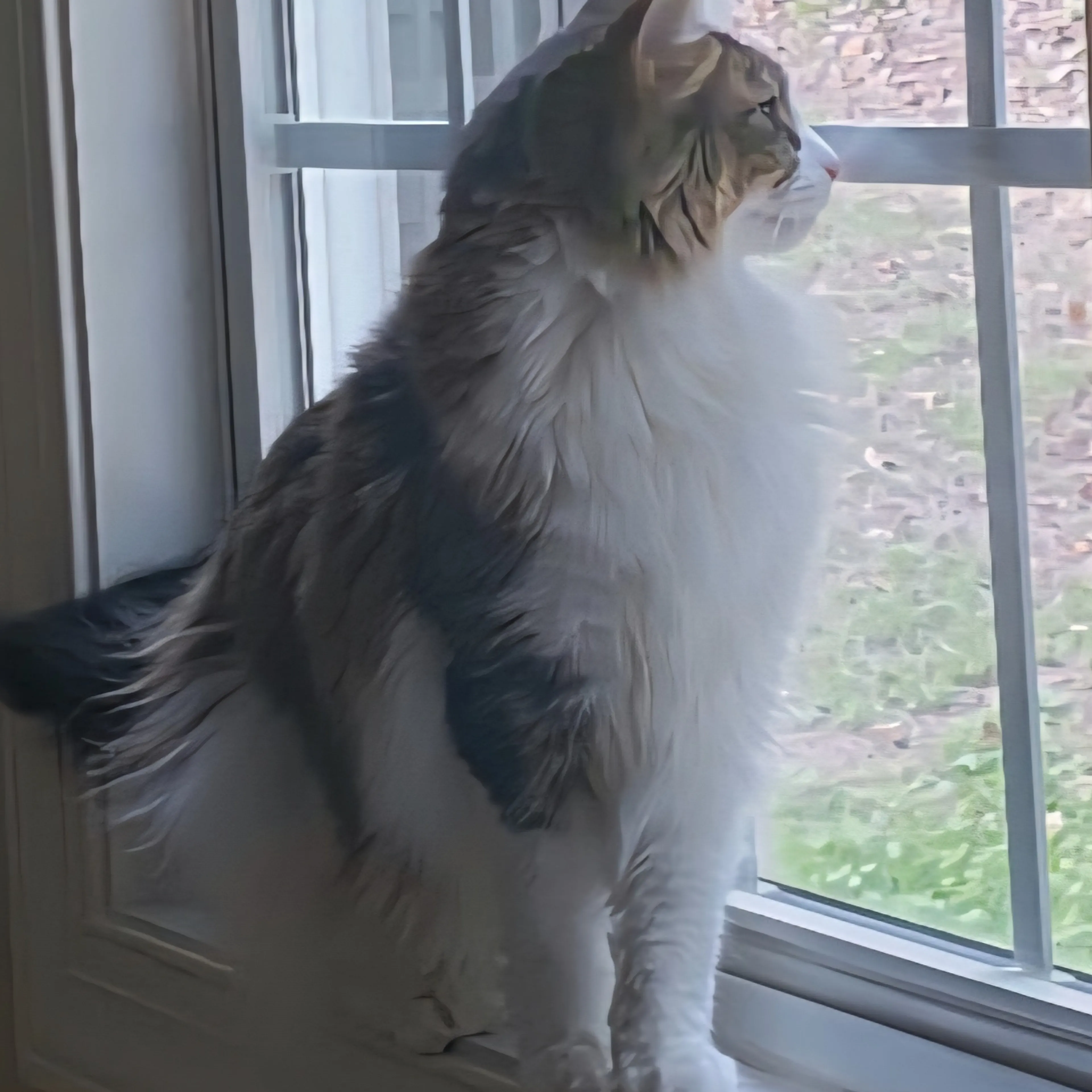 Lost pet-3