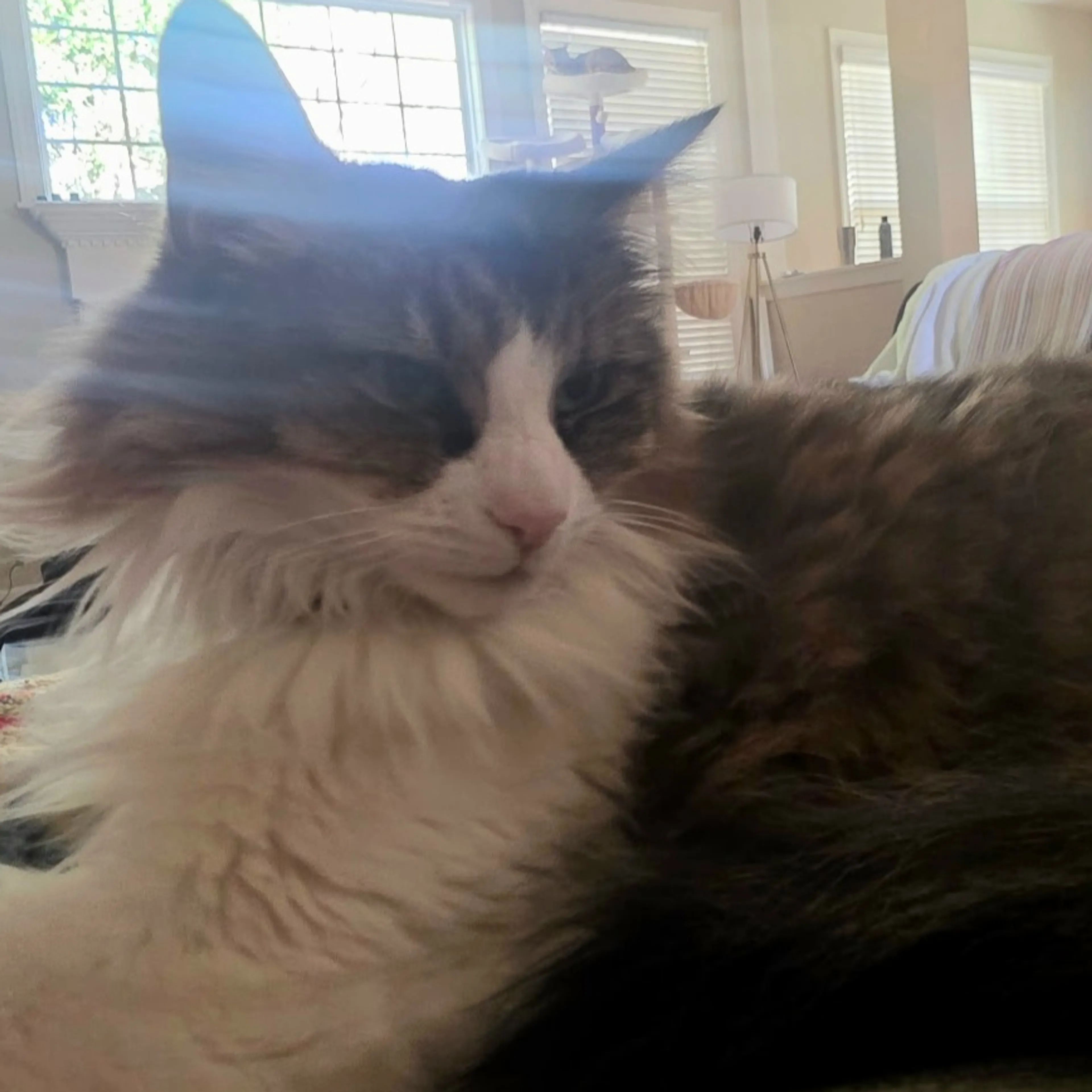 Lost pet-2
