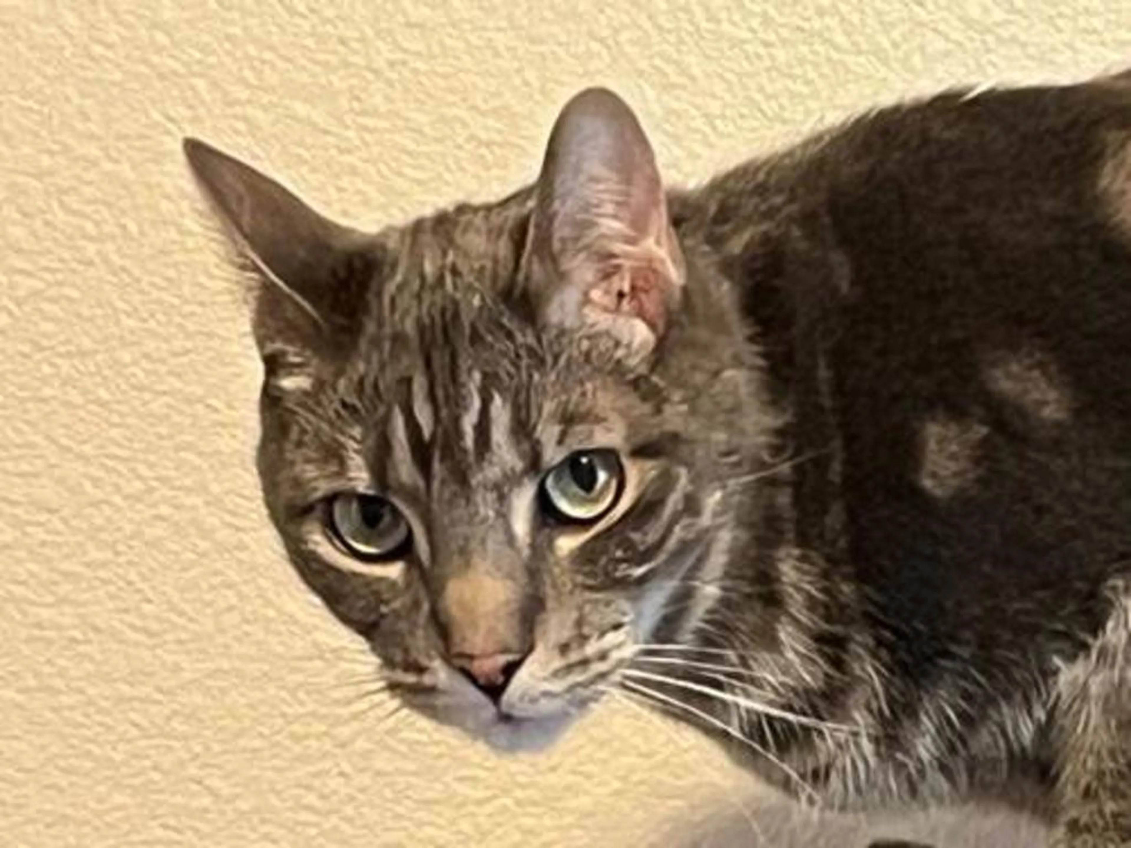 Found pet-1