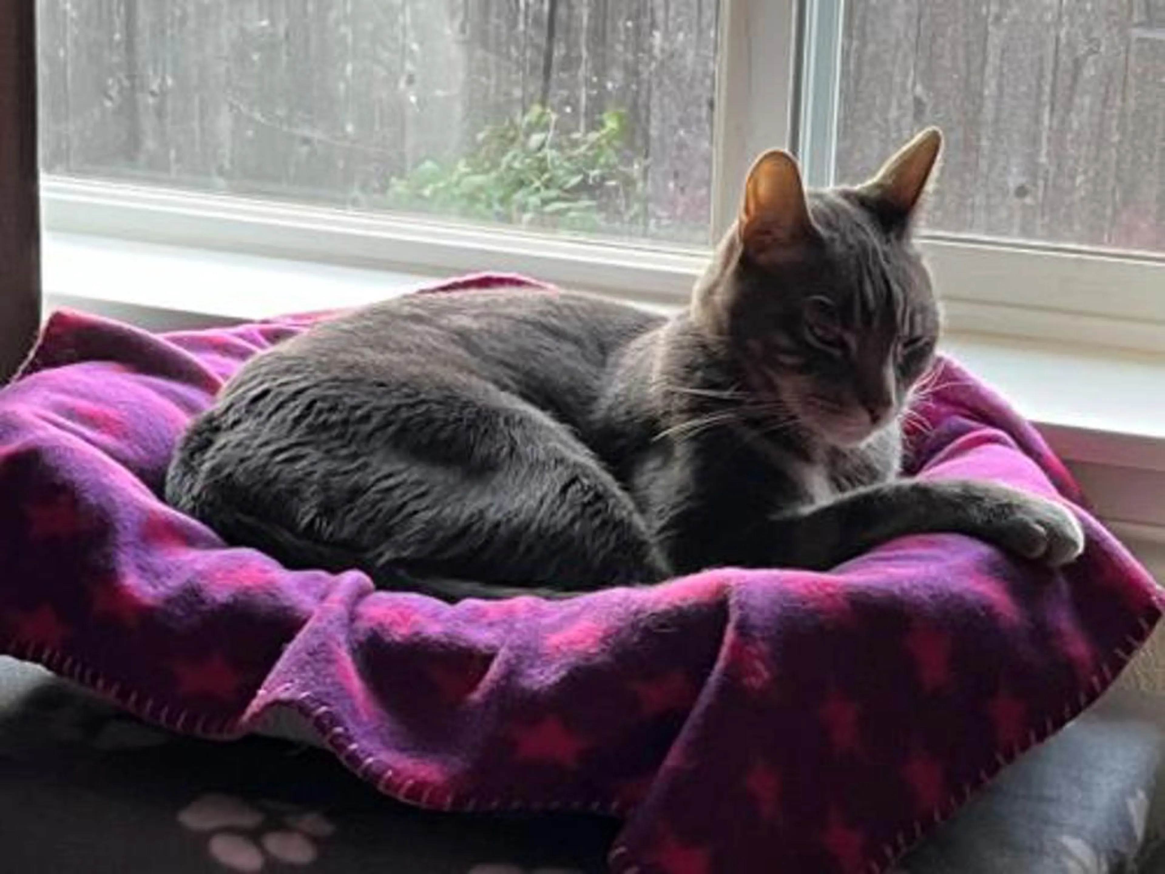 Found pet-2