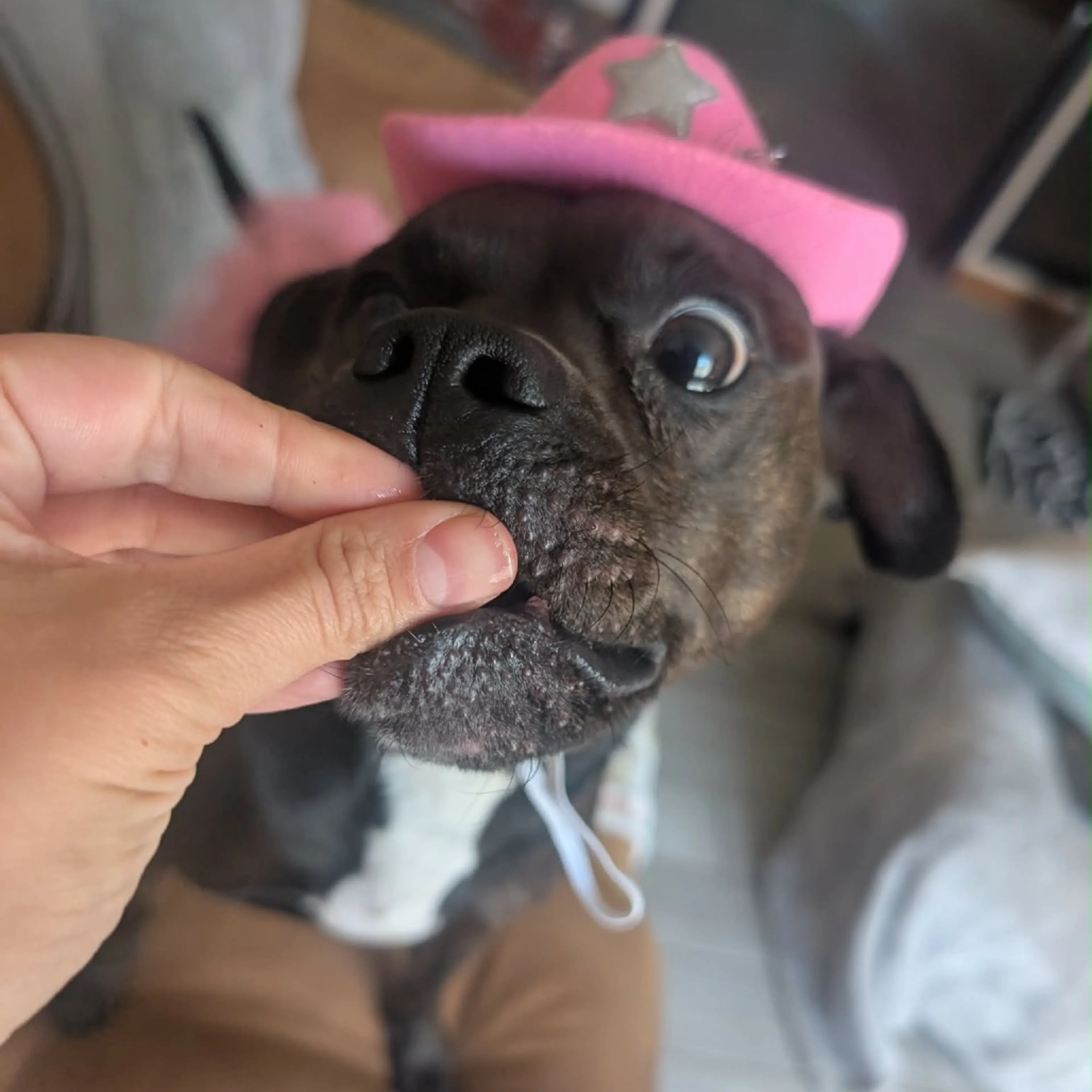 Found pet-18