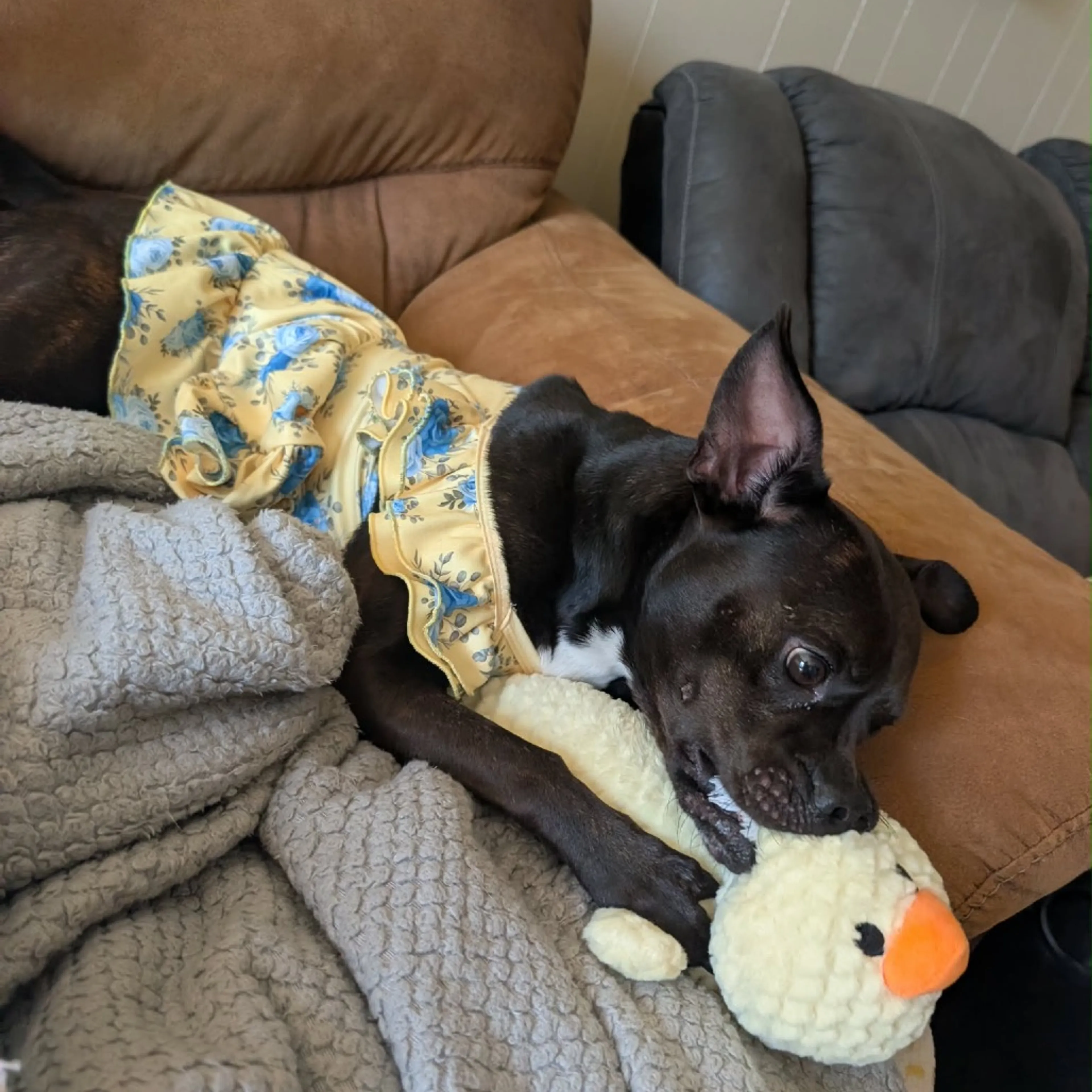 Found pet-14