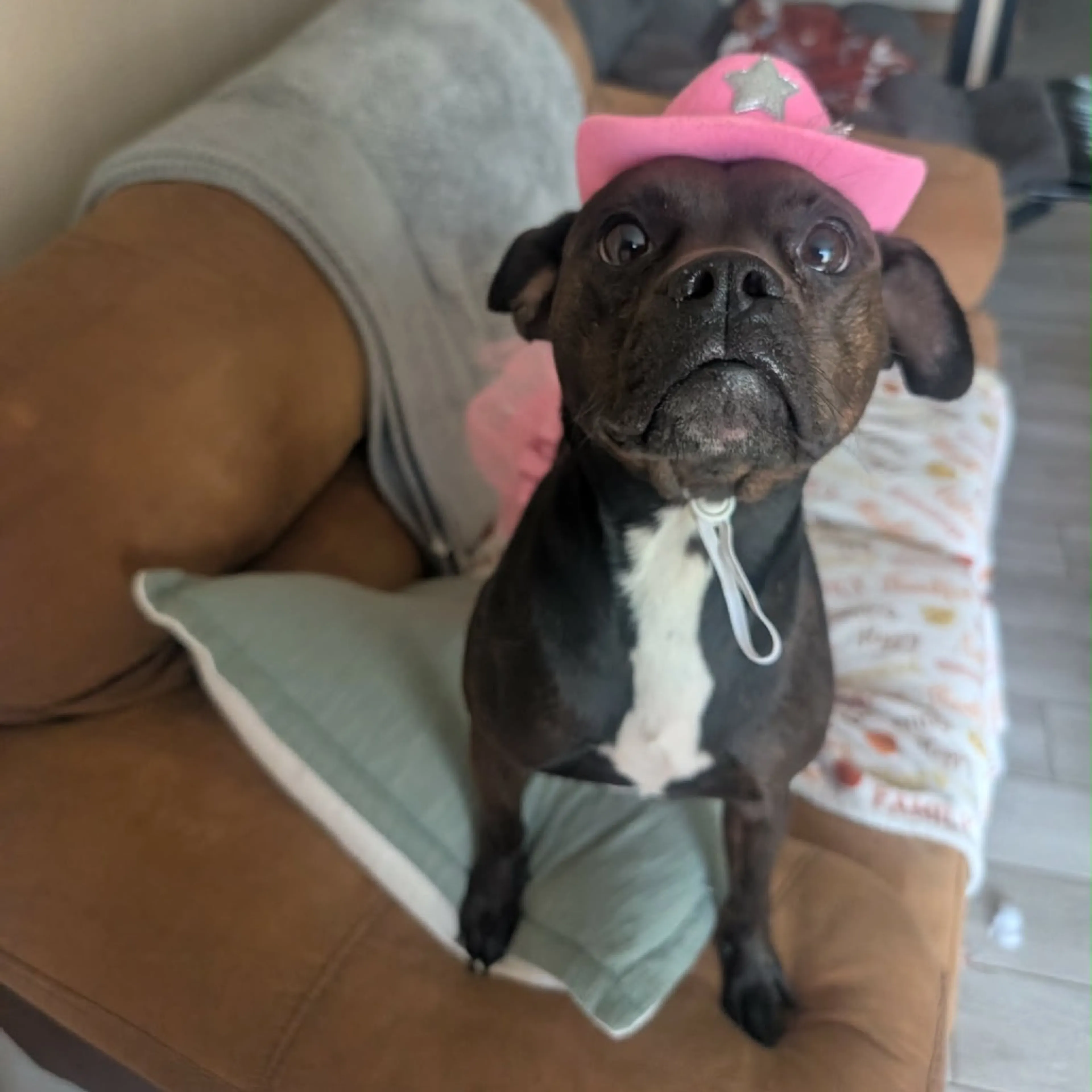 Found pet-4