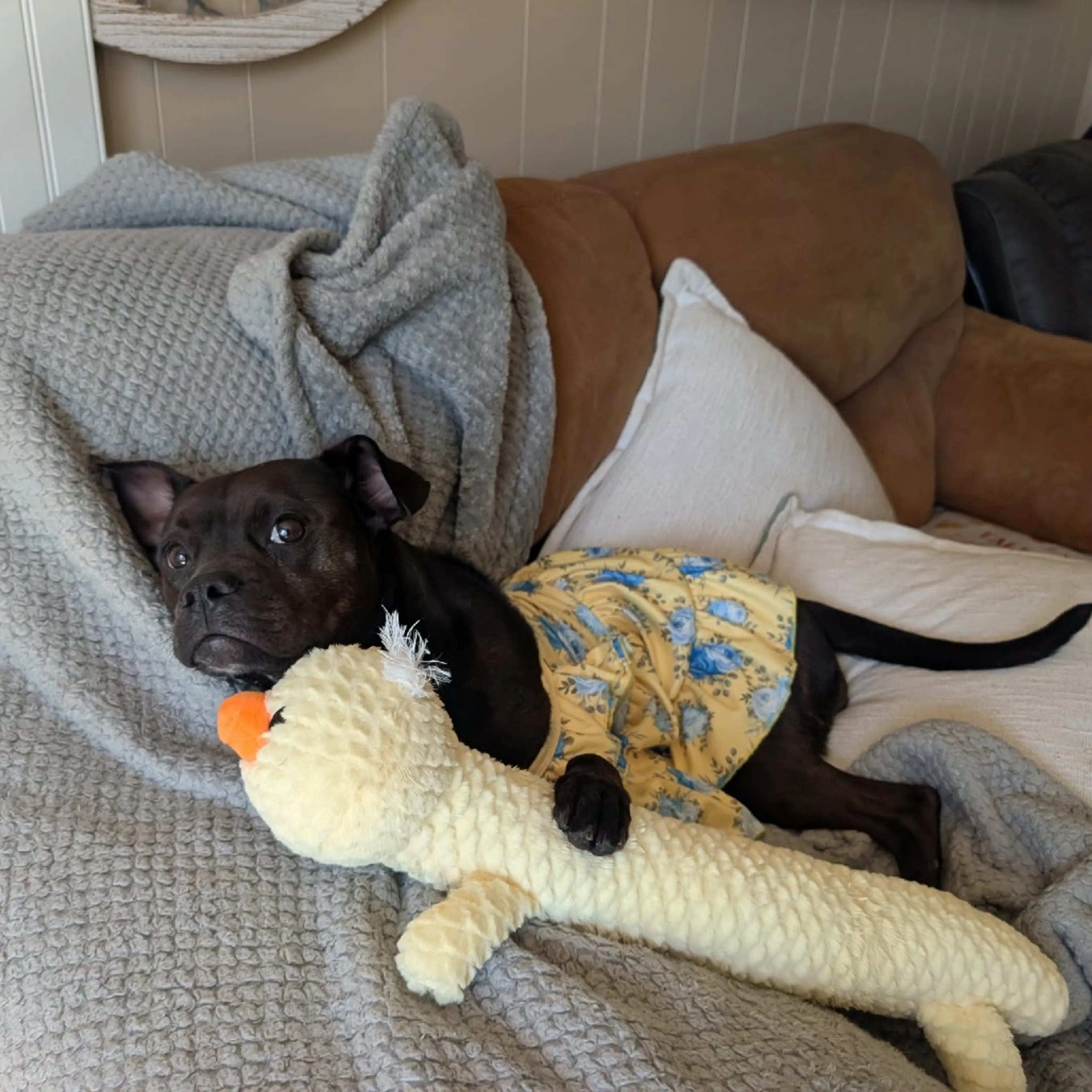 Found pet-26