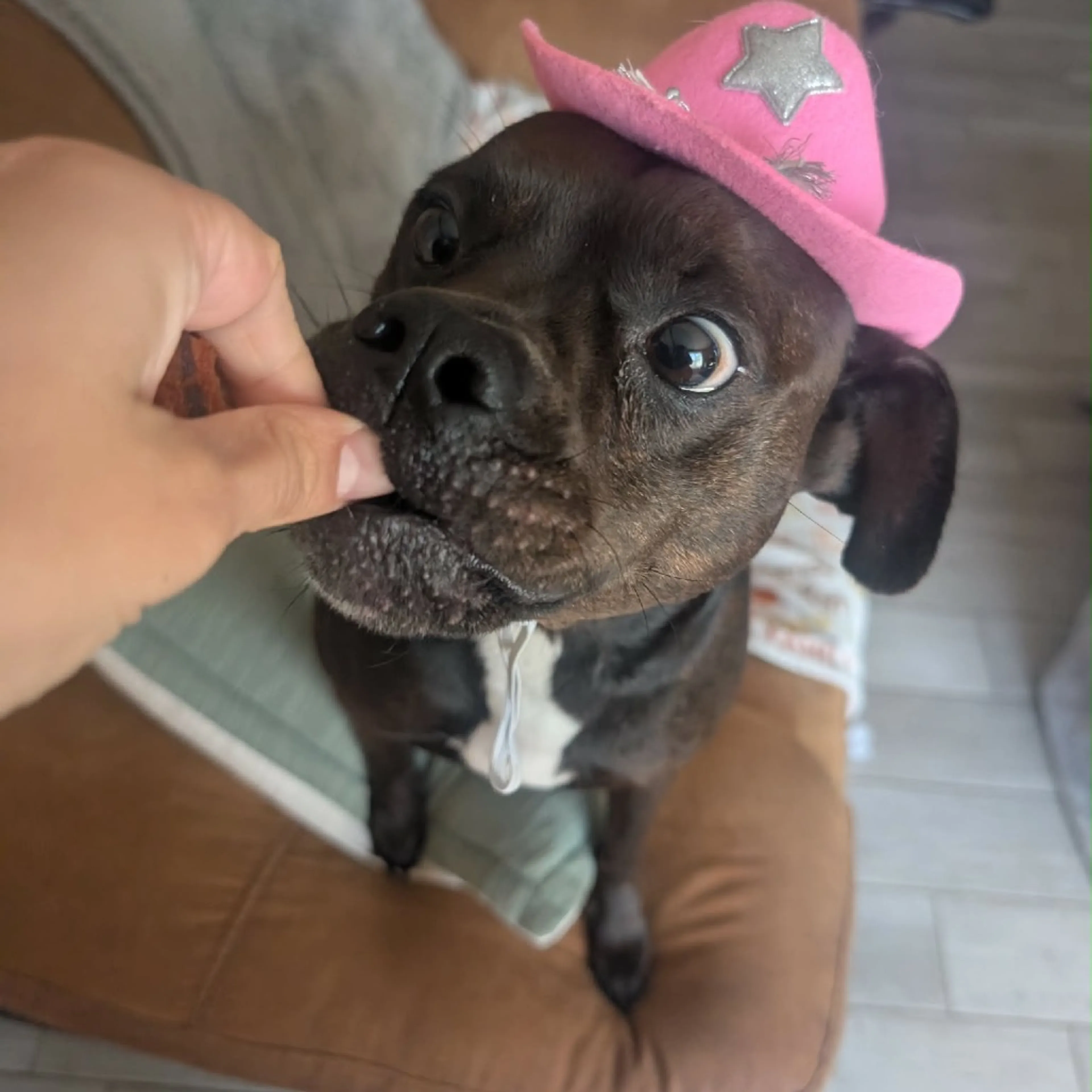 Found pet-17