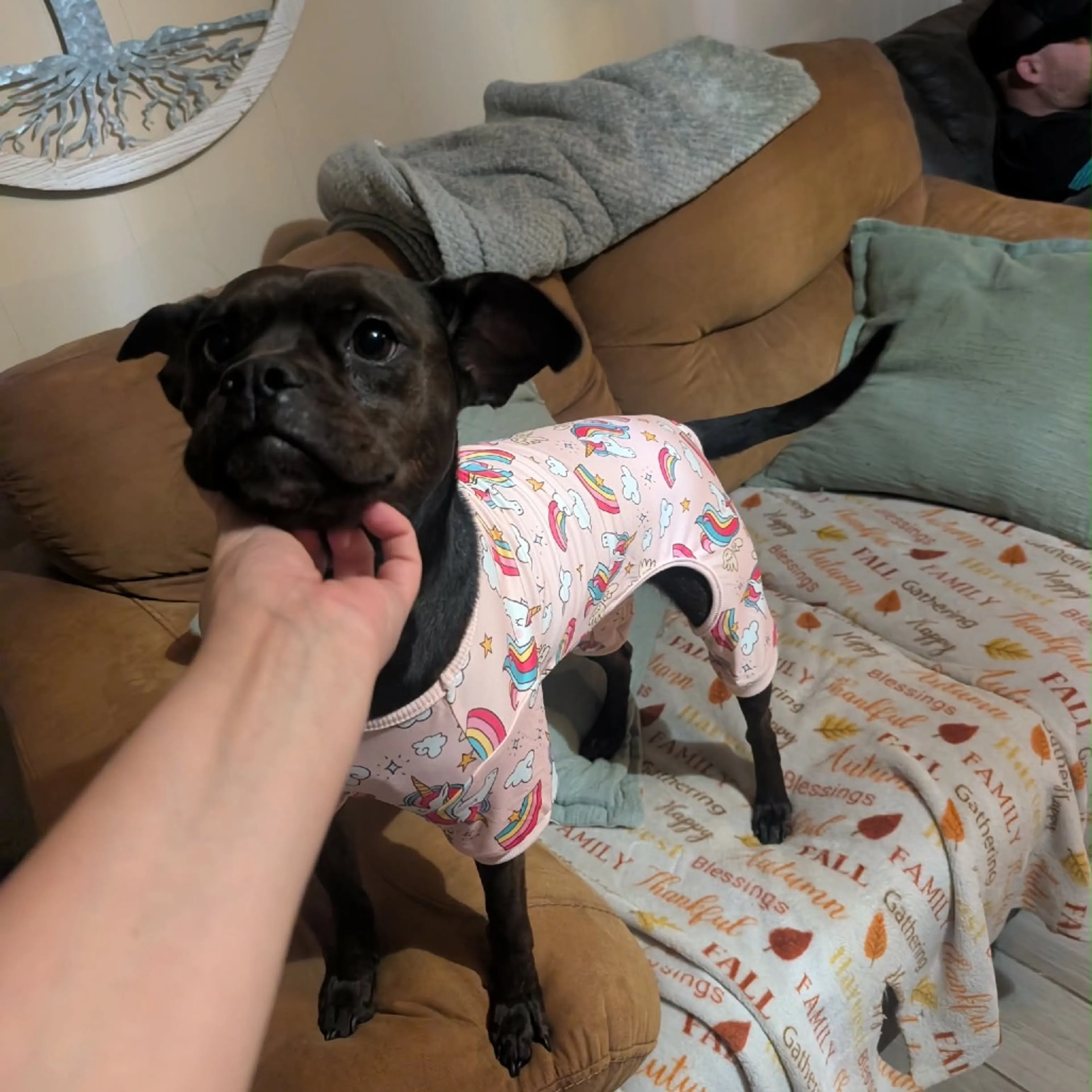 Found pet-19