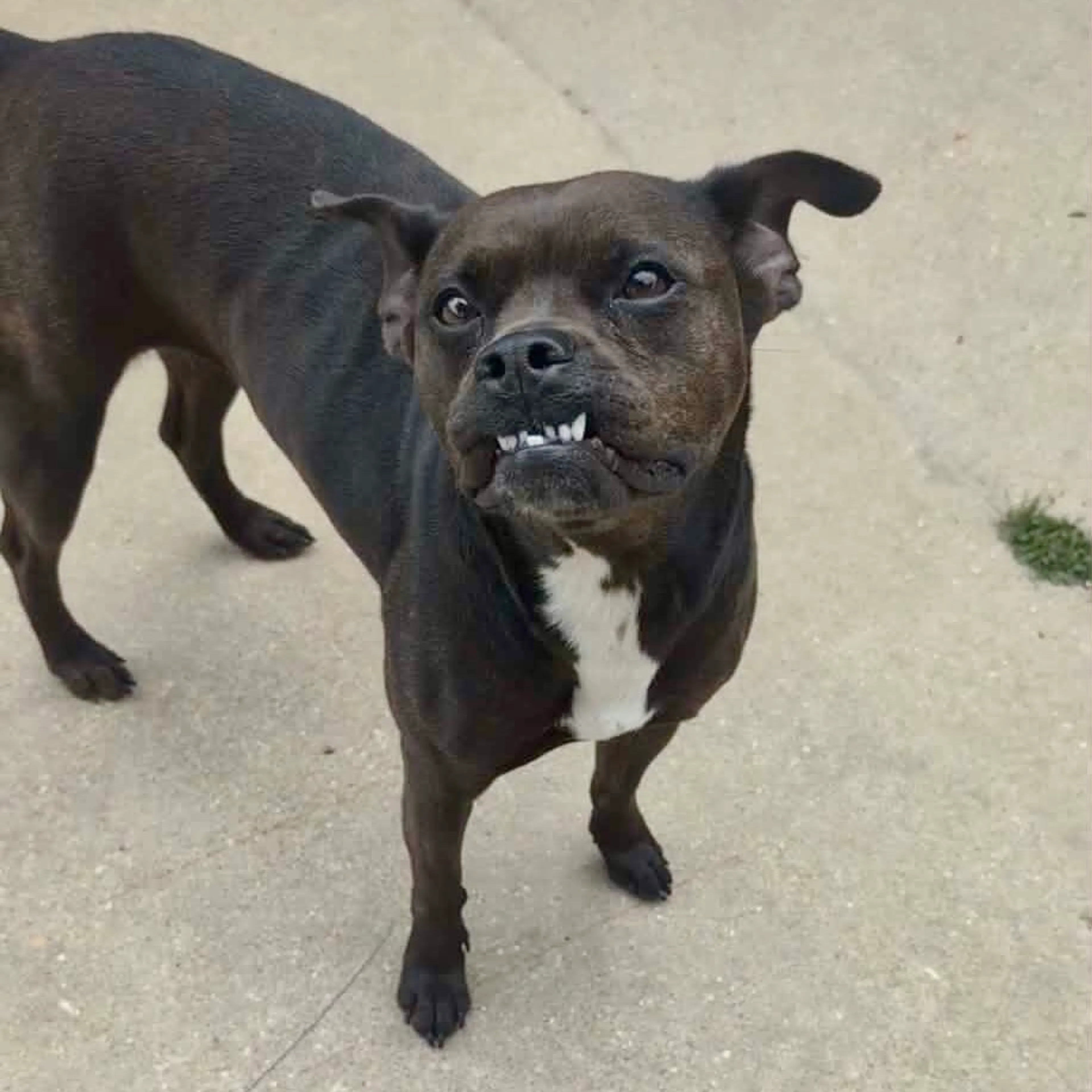 Found pet-24