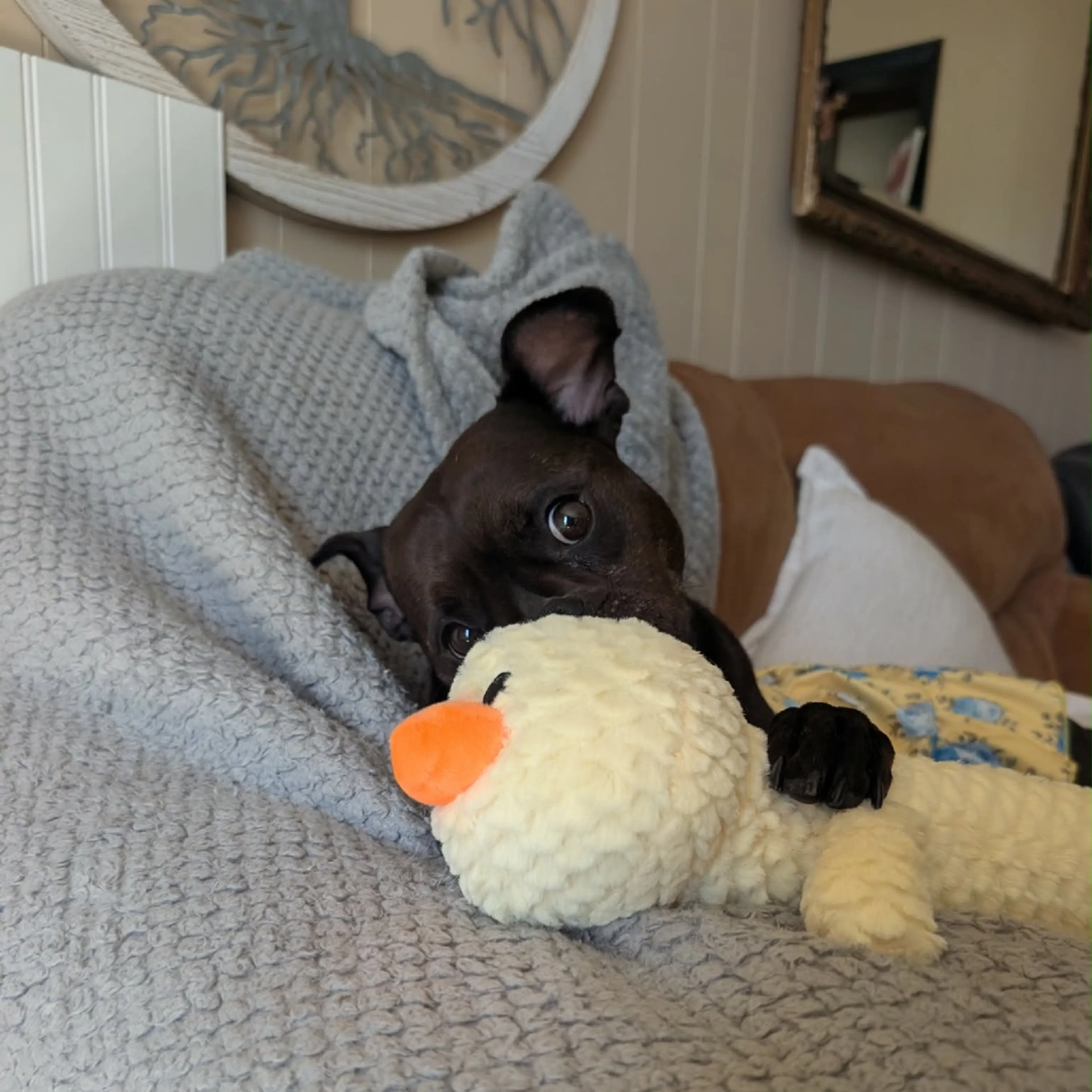 Found pet-27