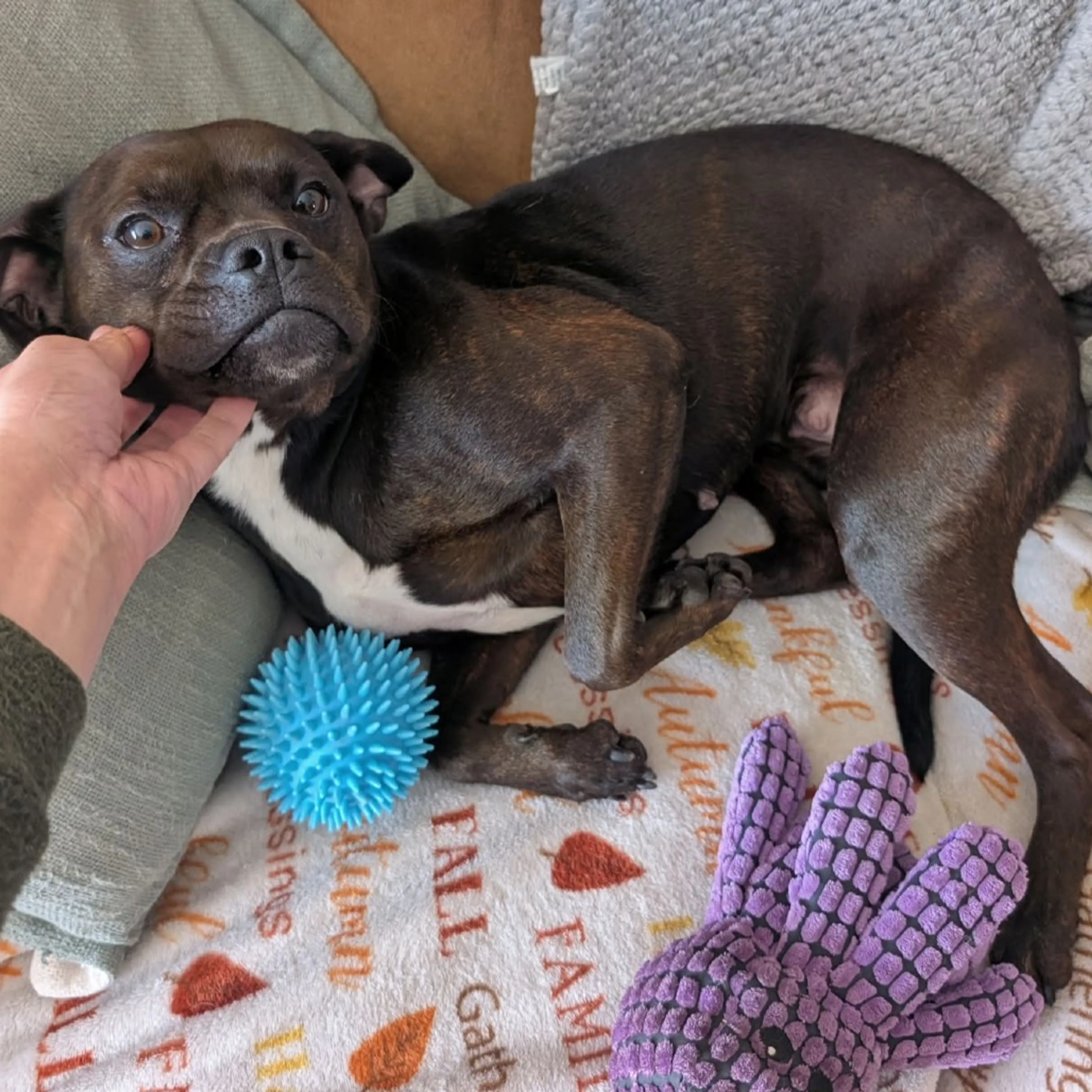 Found pet-8