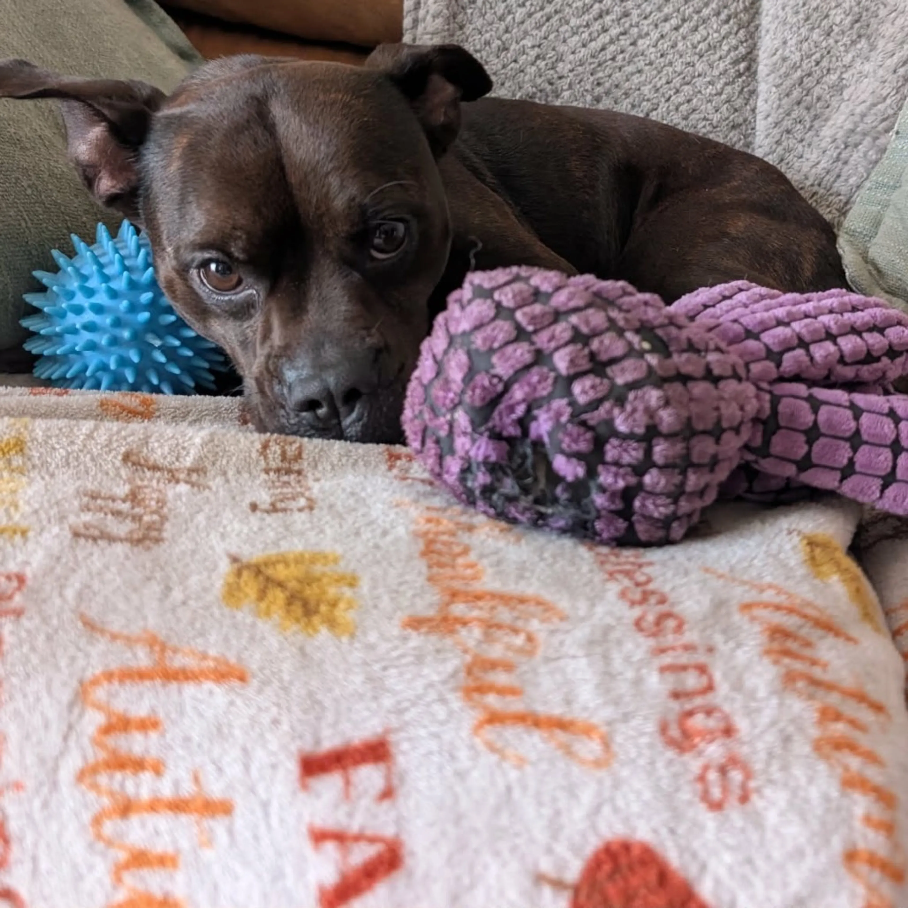 Found pet-7