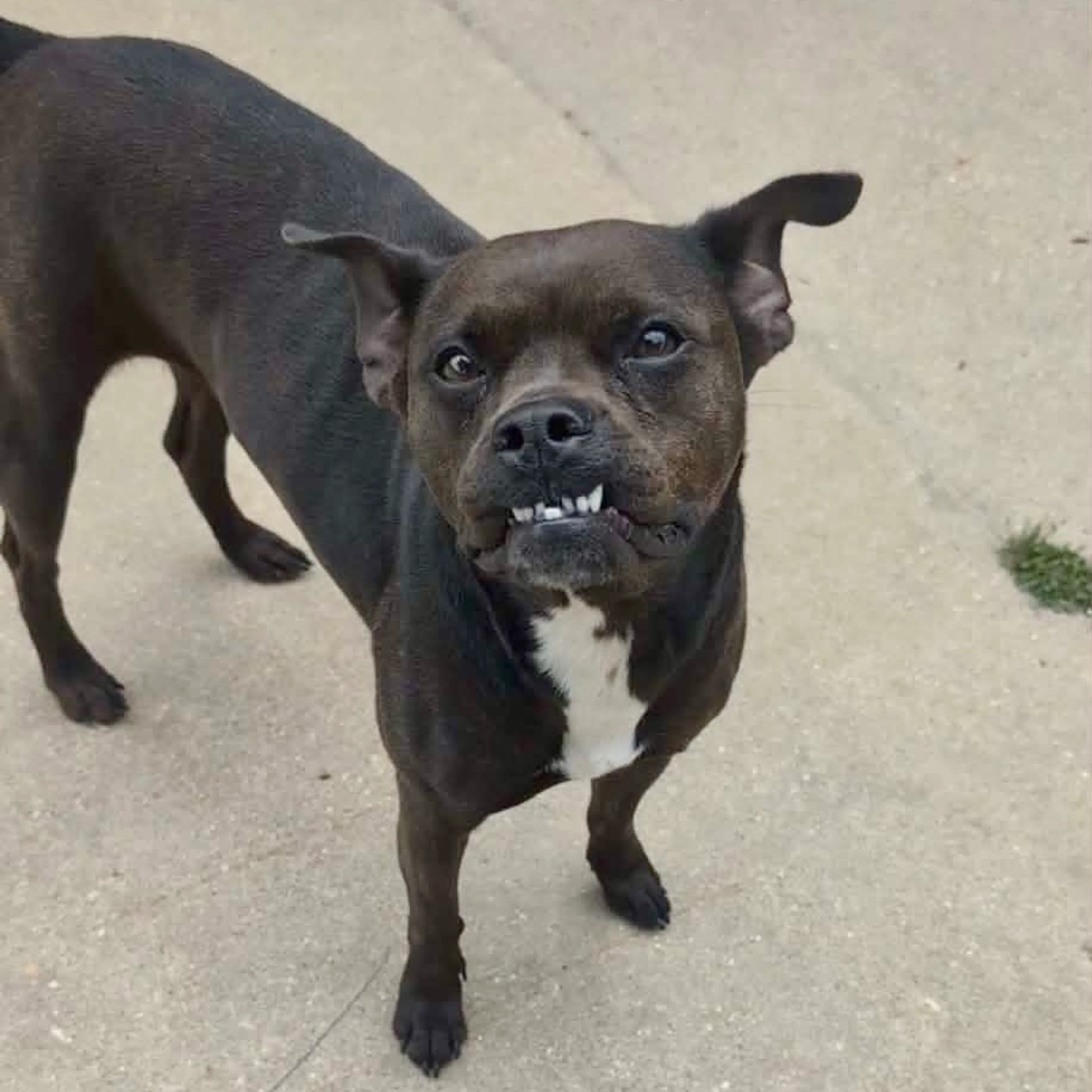 Found pet-23