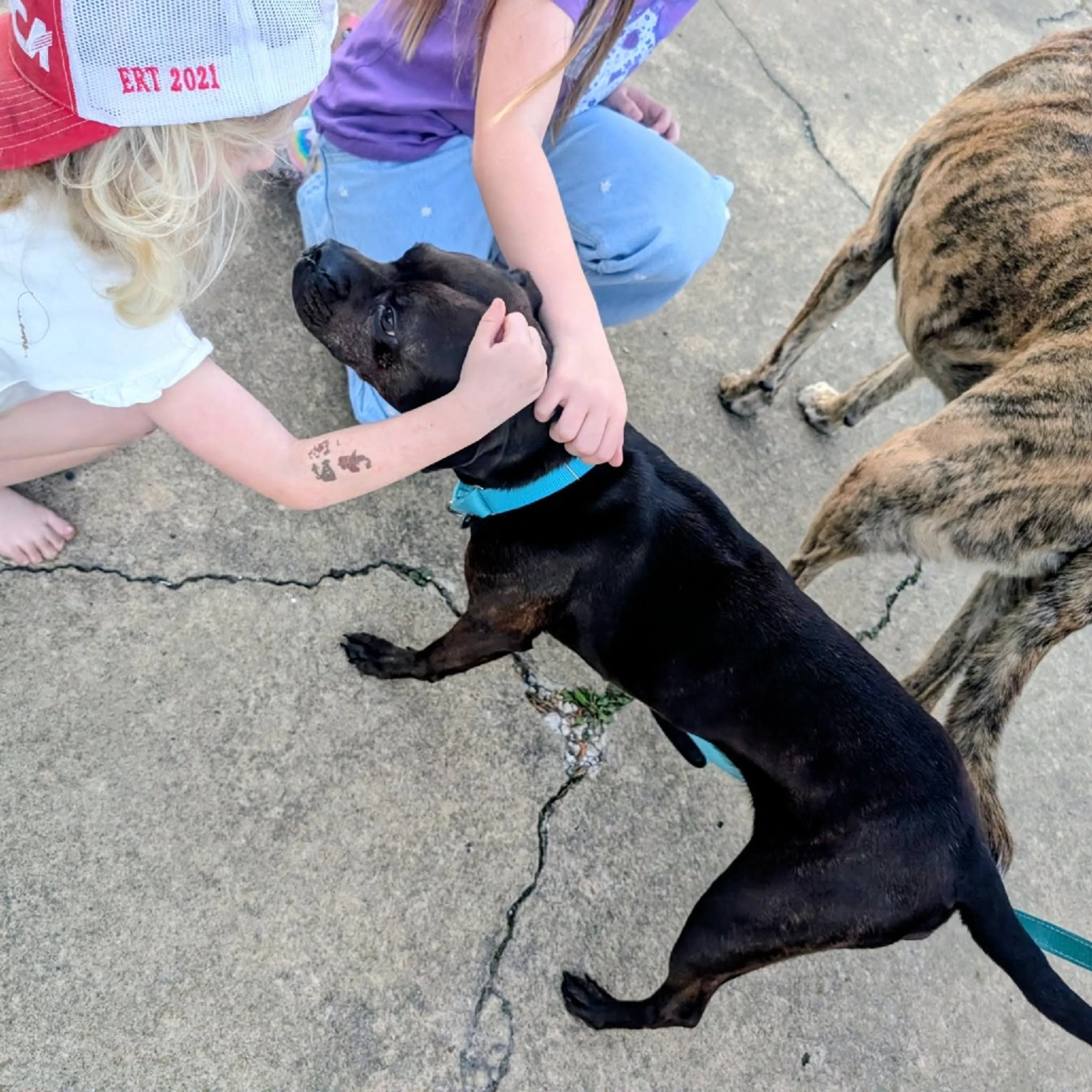 Found pet-11