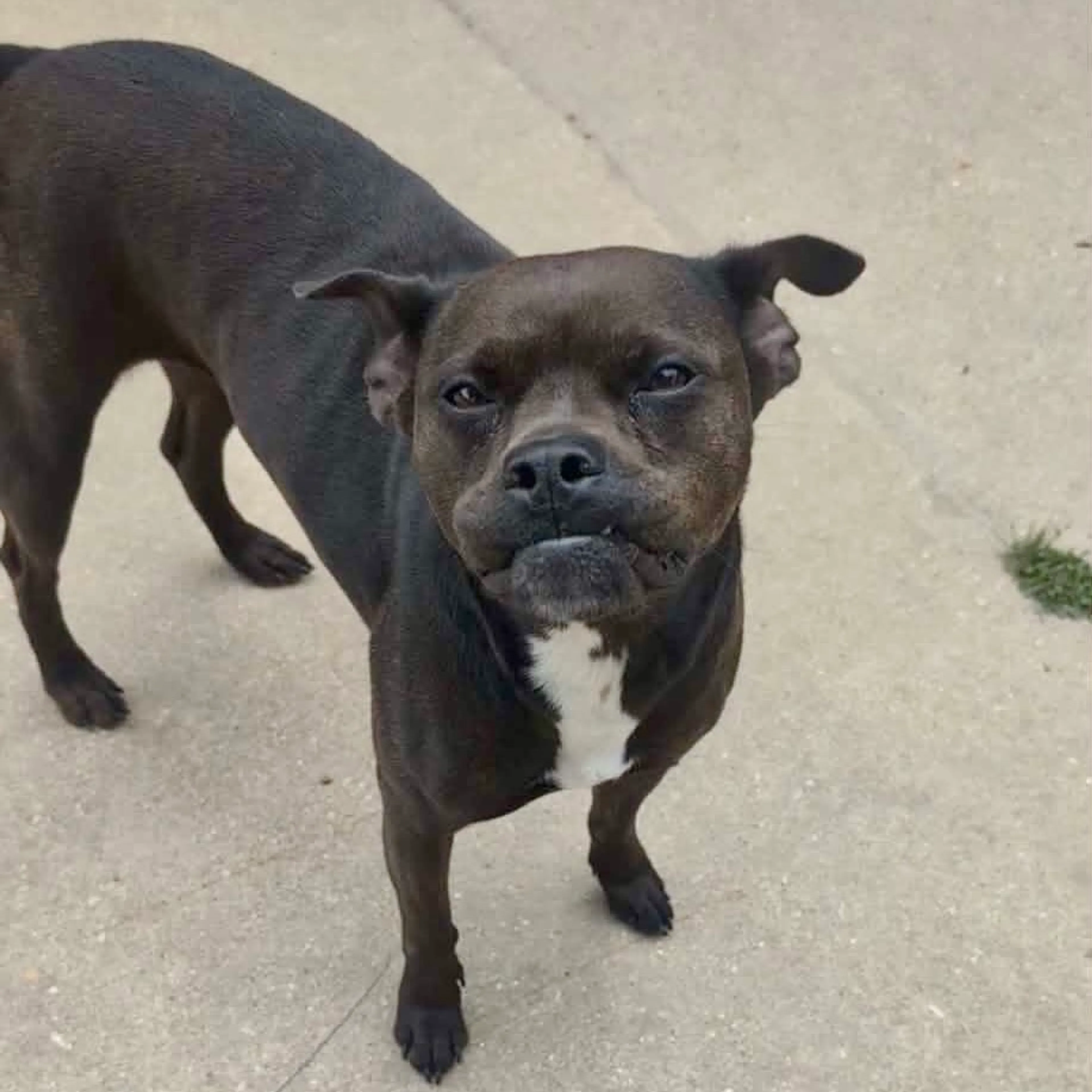 Found pet-22