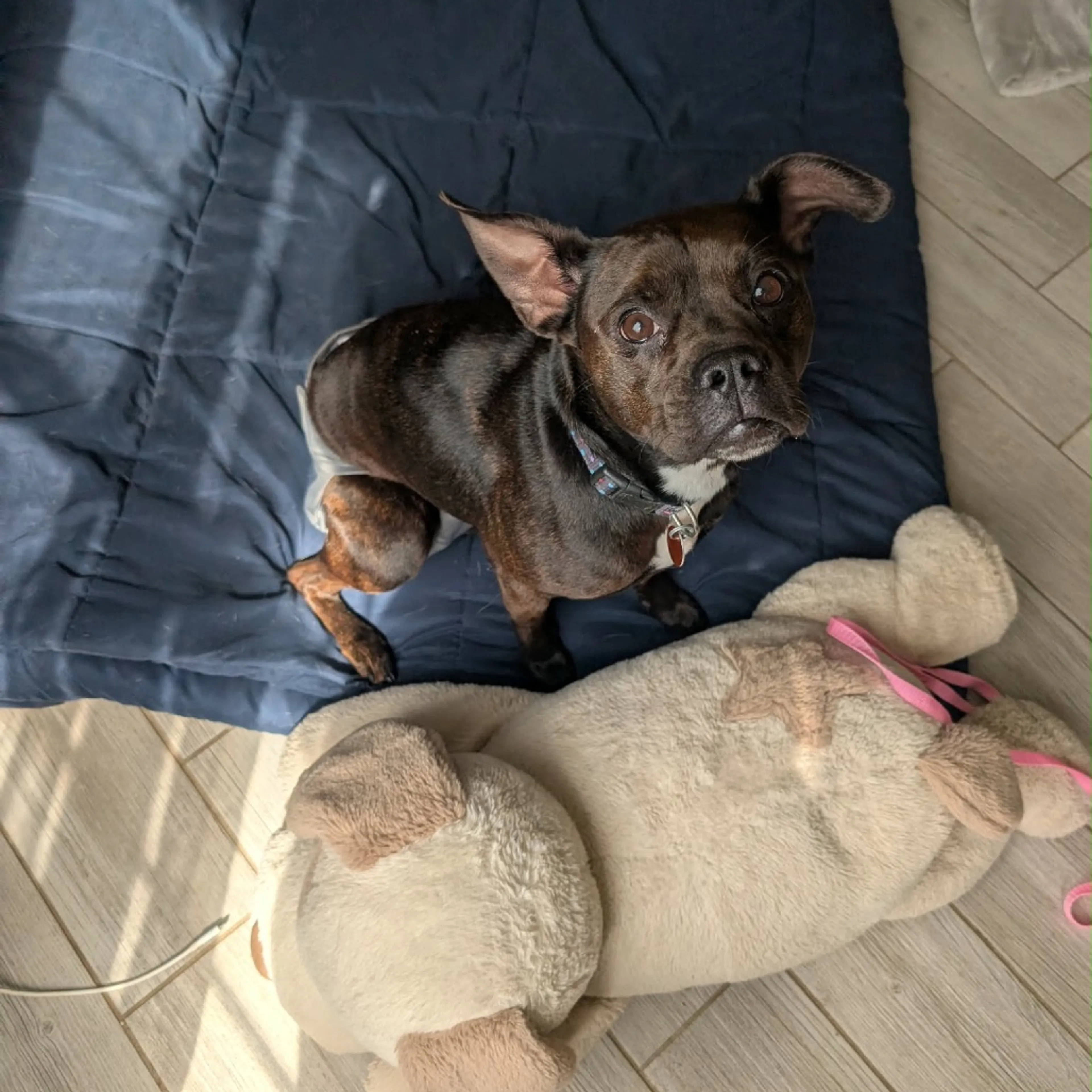 Found pet-5