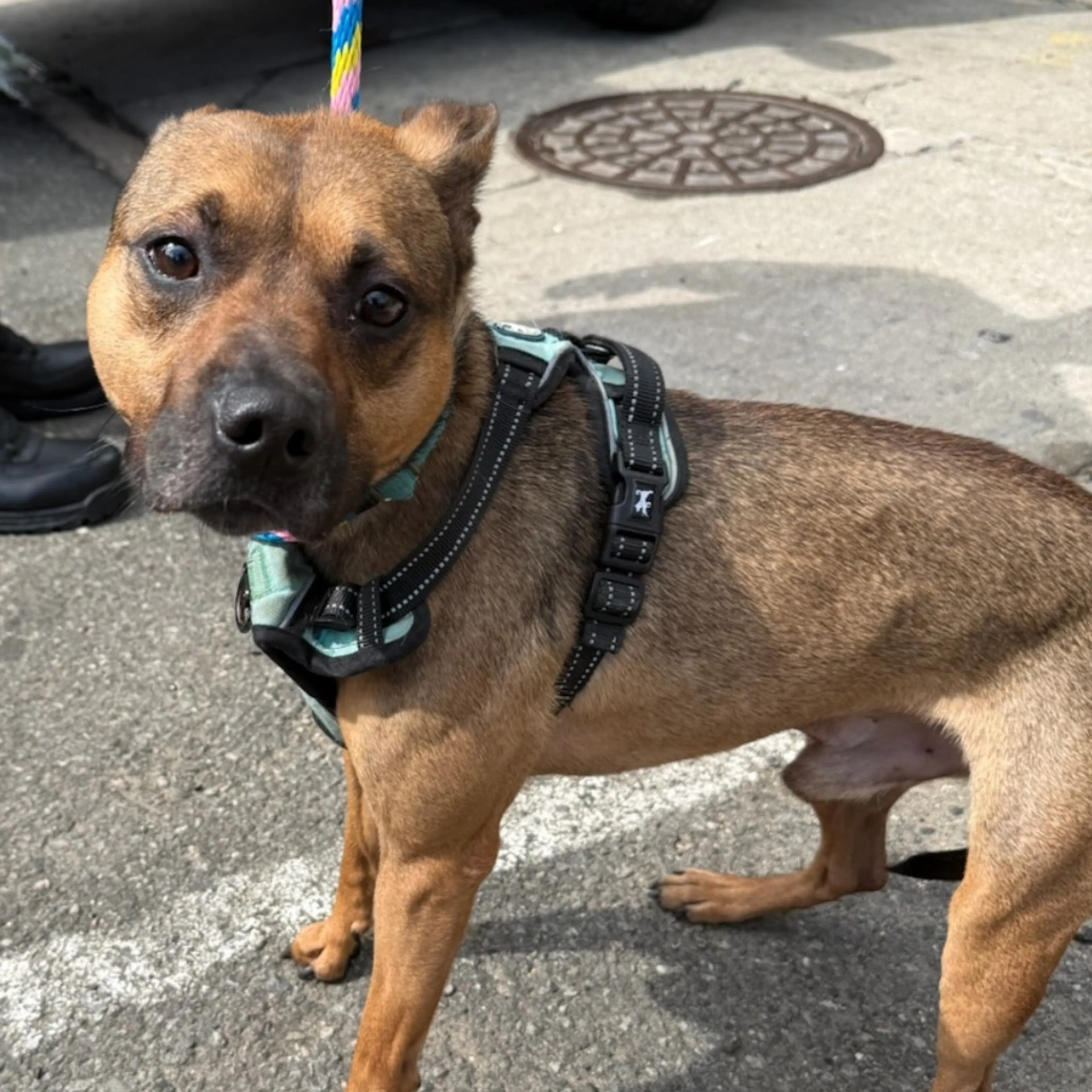 Found pet