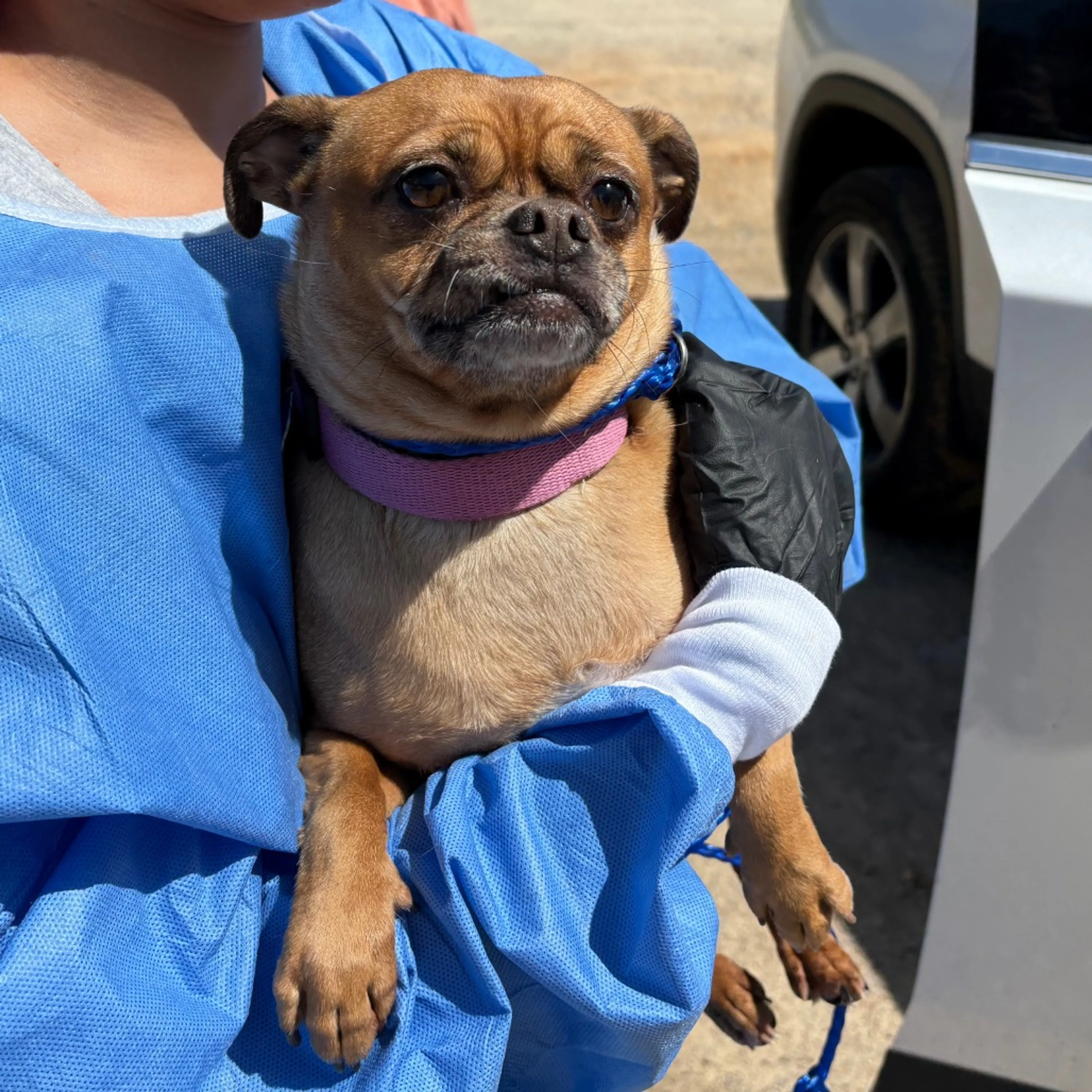 Found pet