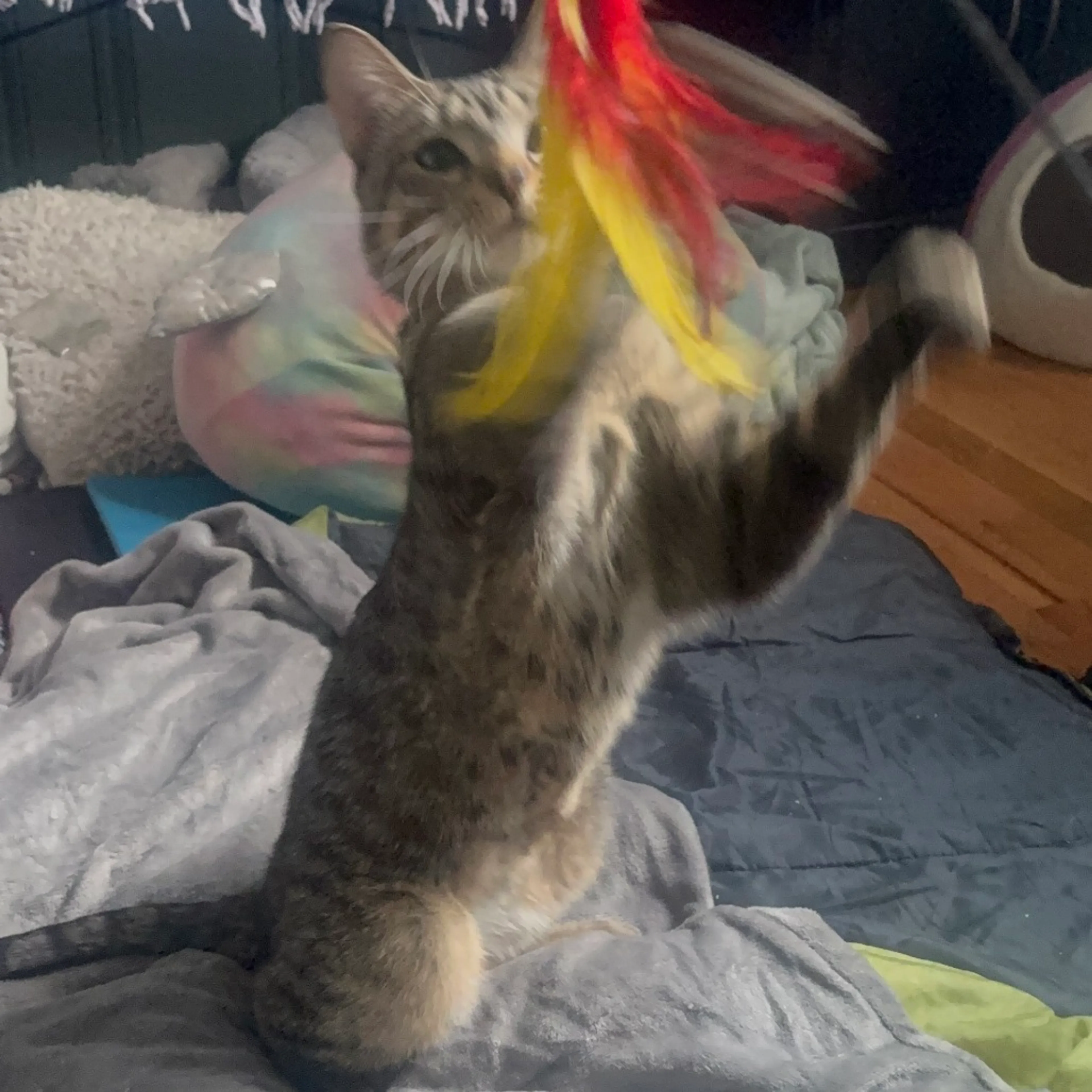 Found pet-3