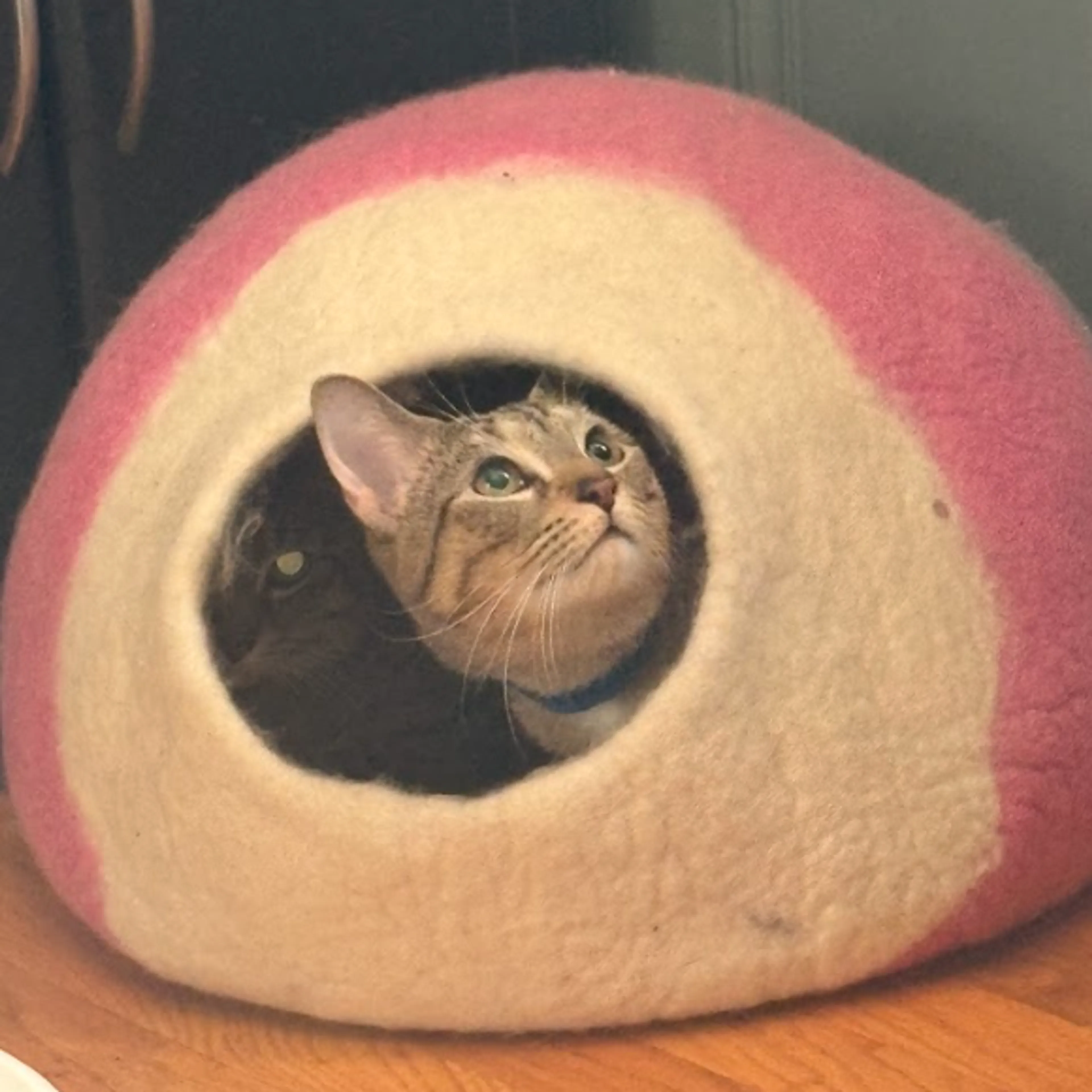Found pet-4