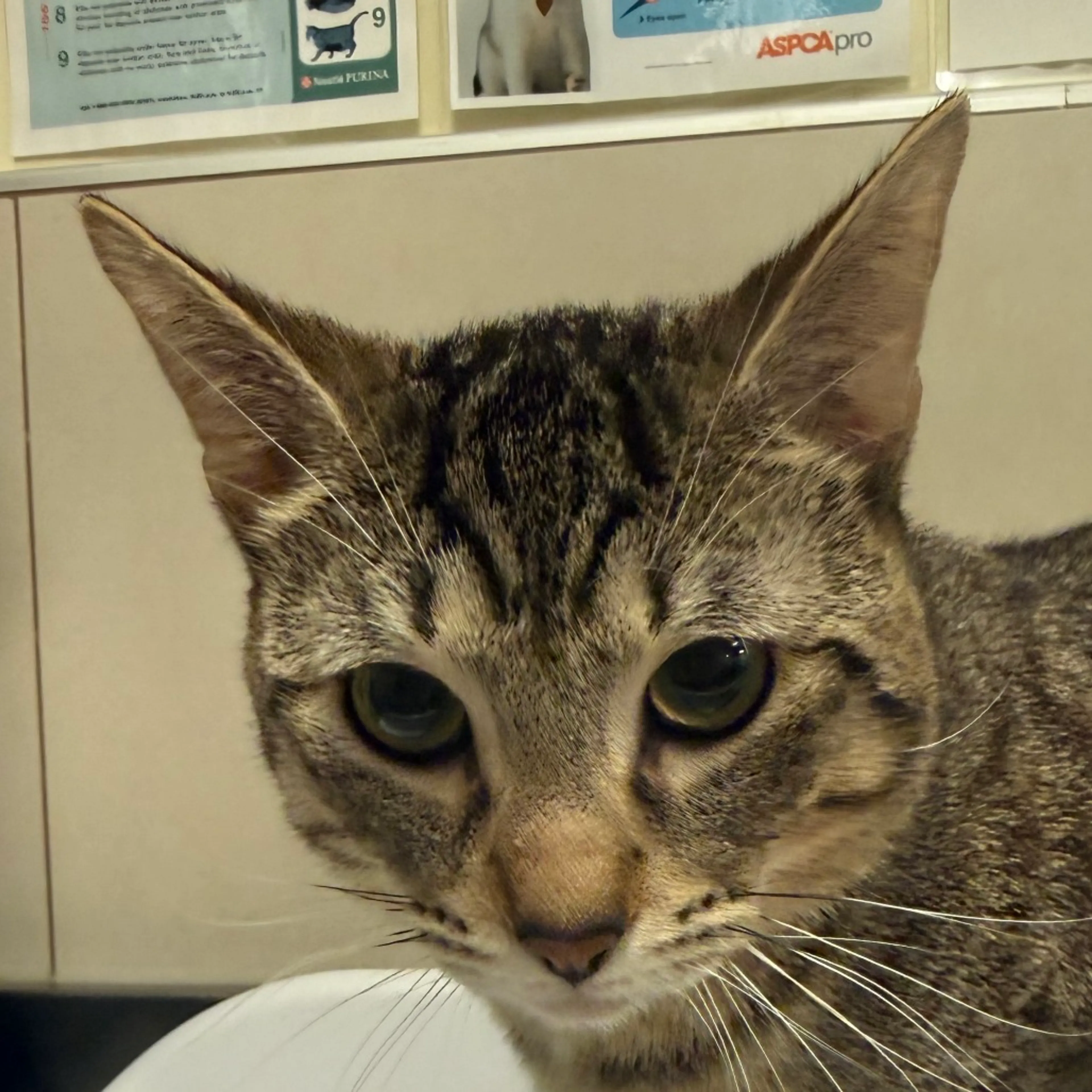 Found pet-1