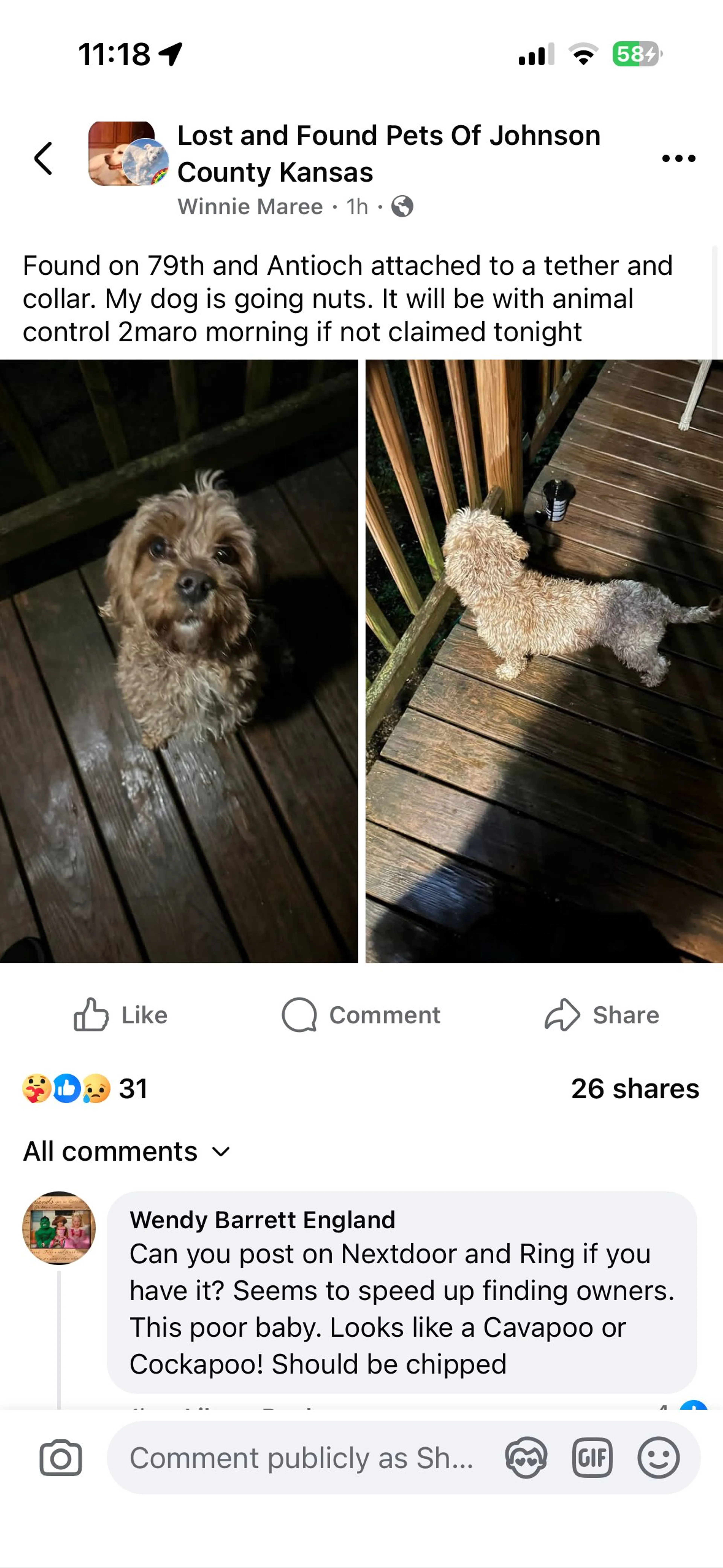 Lost pet