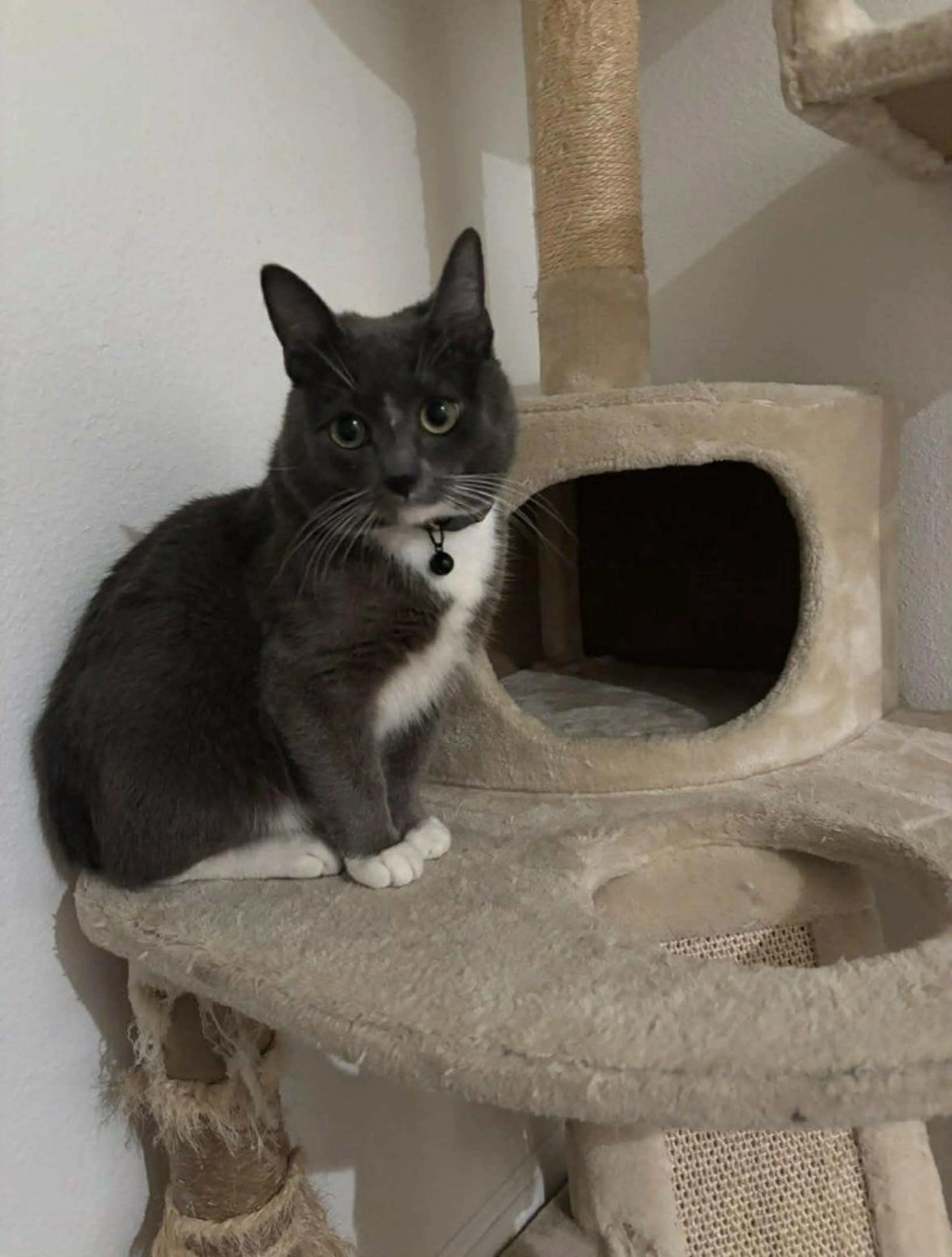 Lost pet