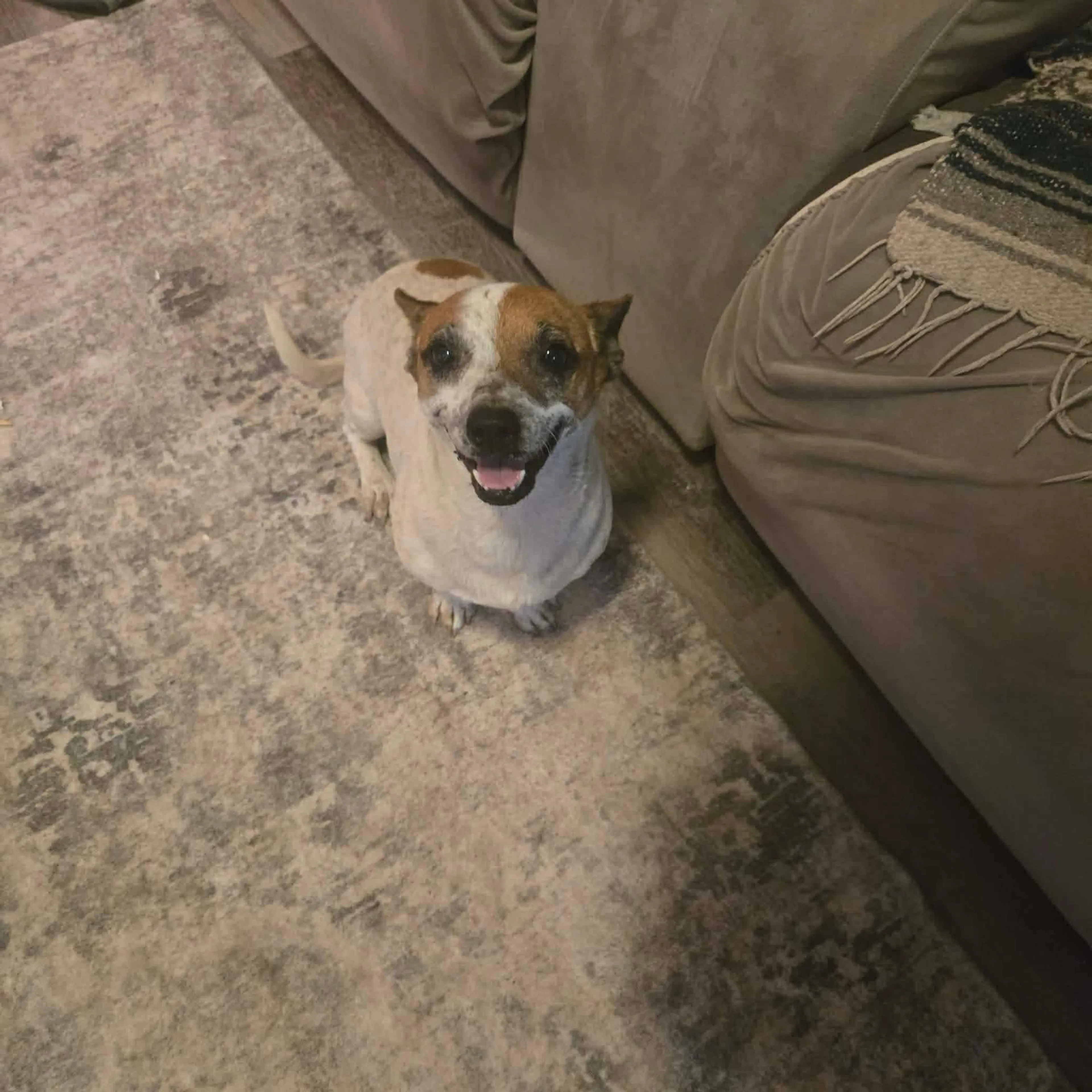 Found pet-1