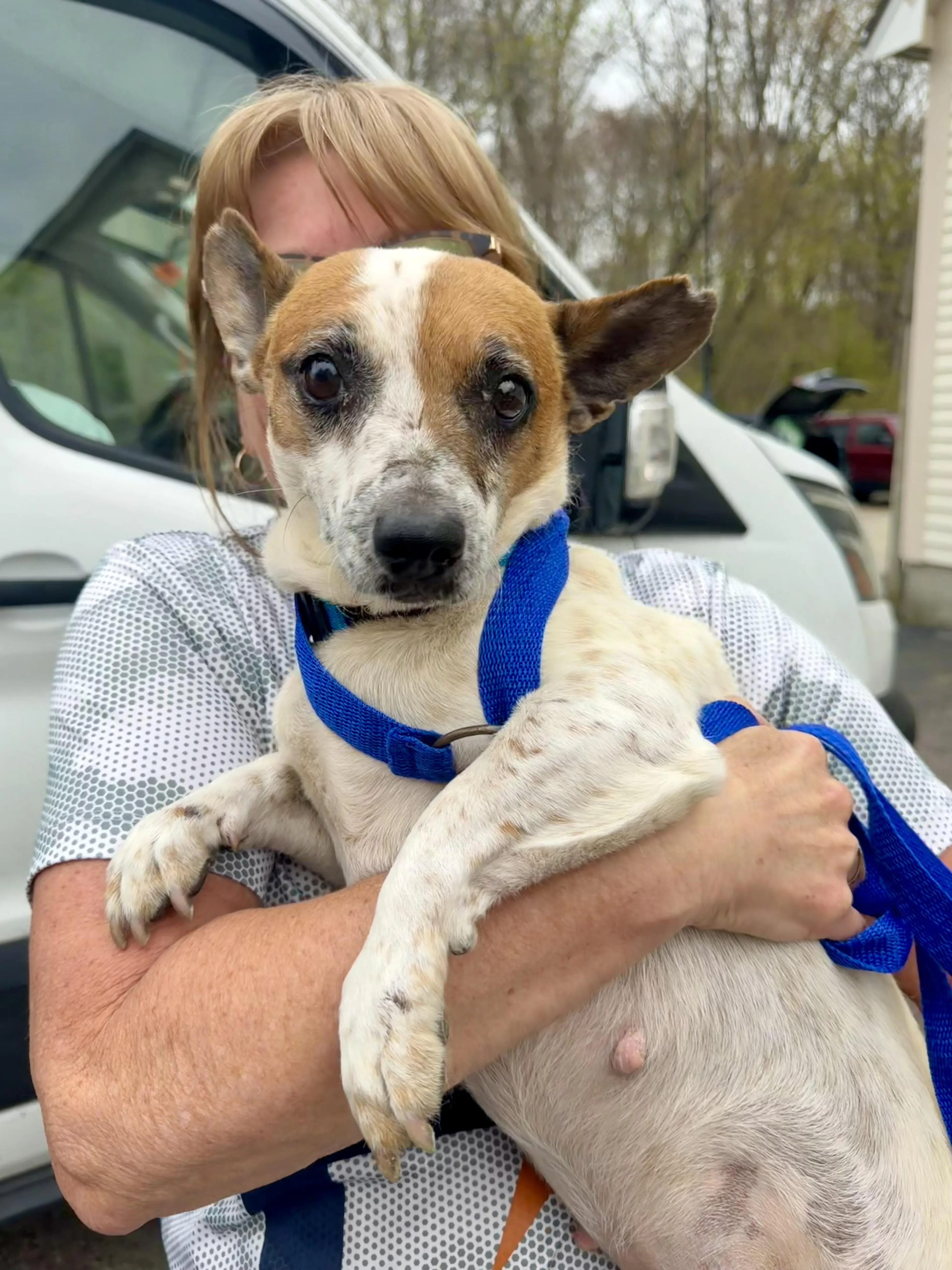 Found pet-2
