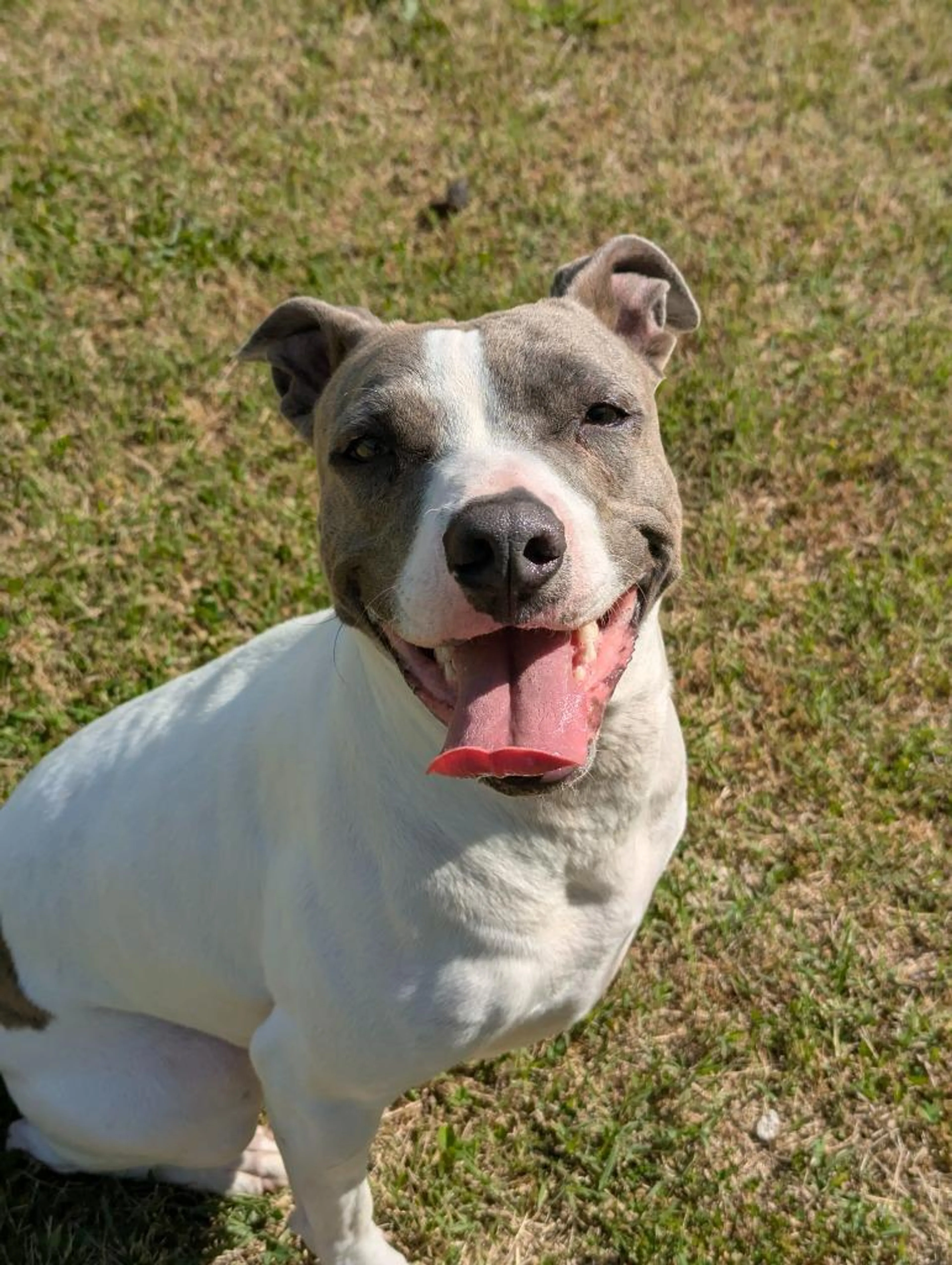 Found pet-1