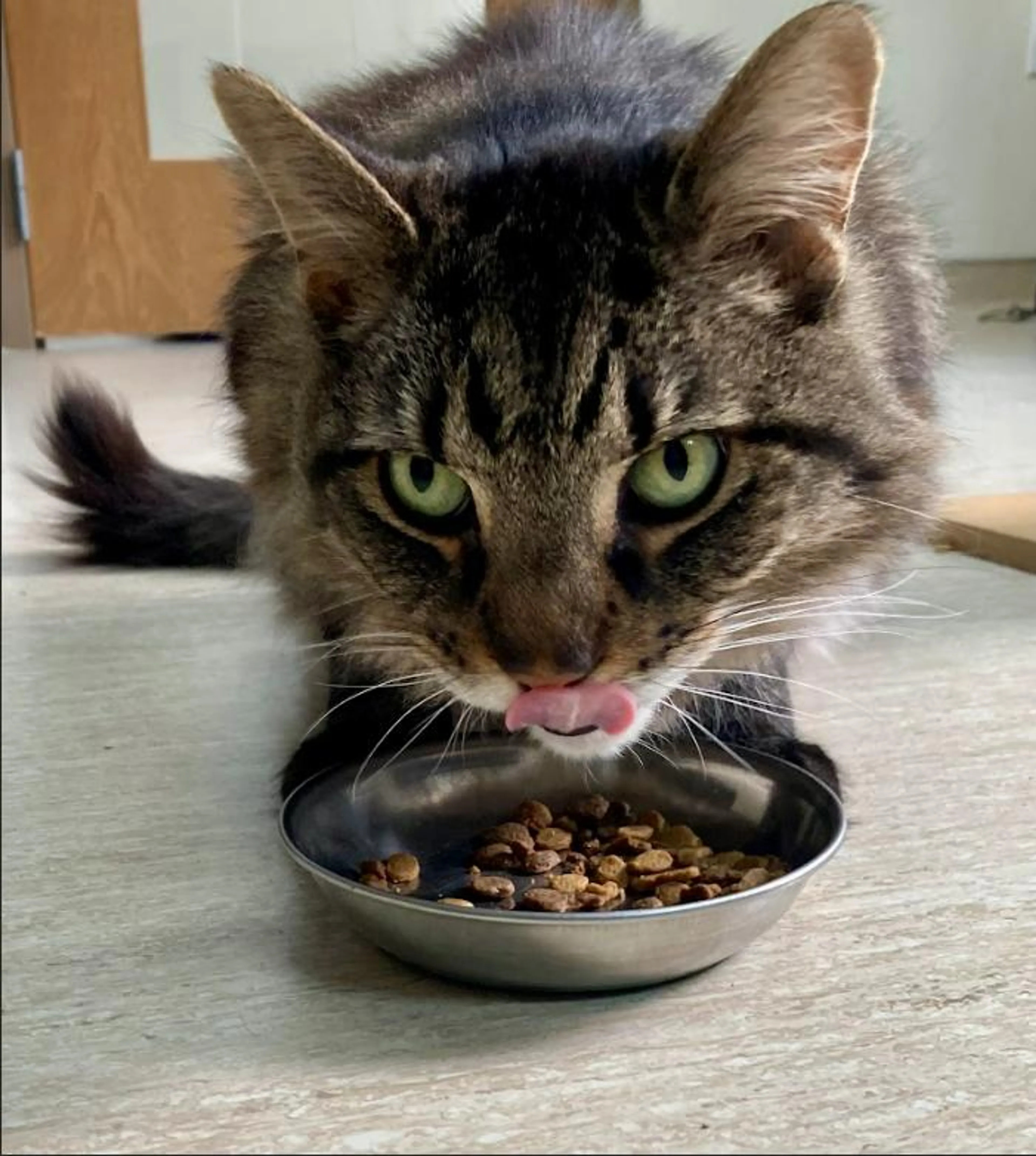 Found pet-2