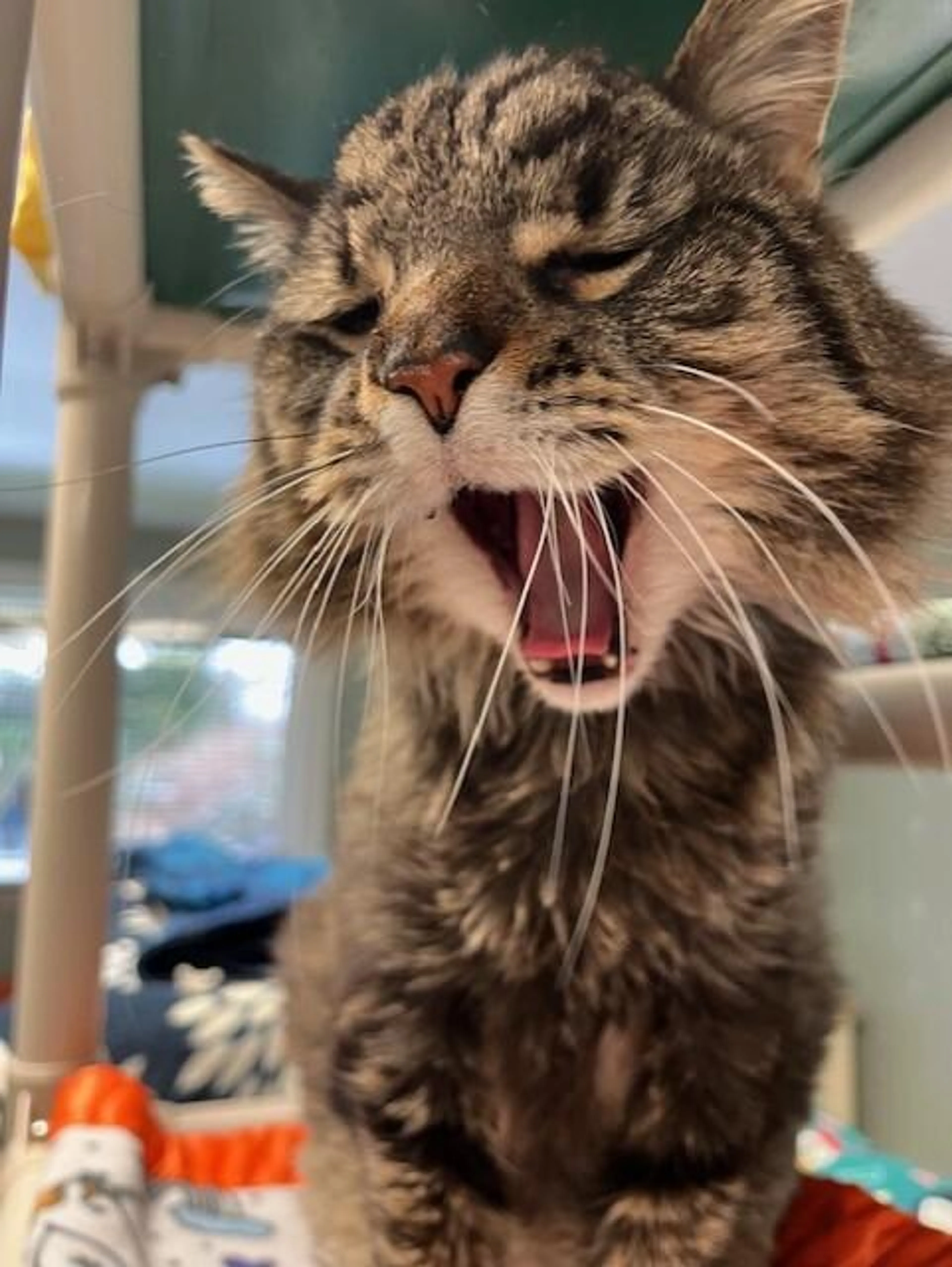 Found pet-1
