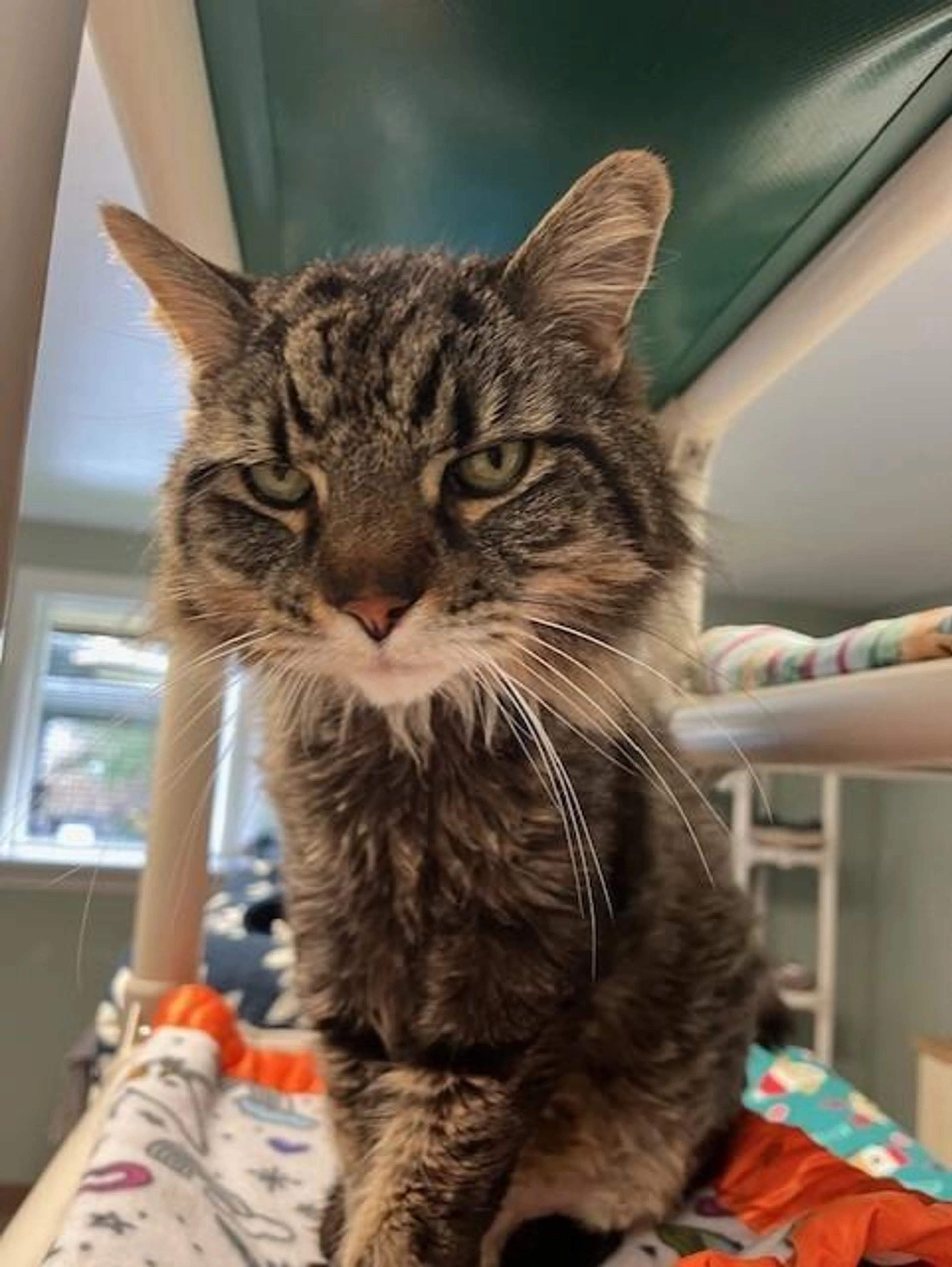 Found pet-5