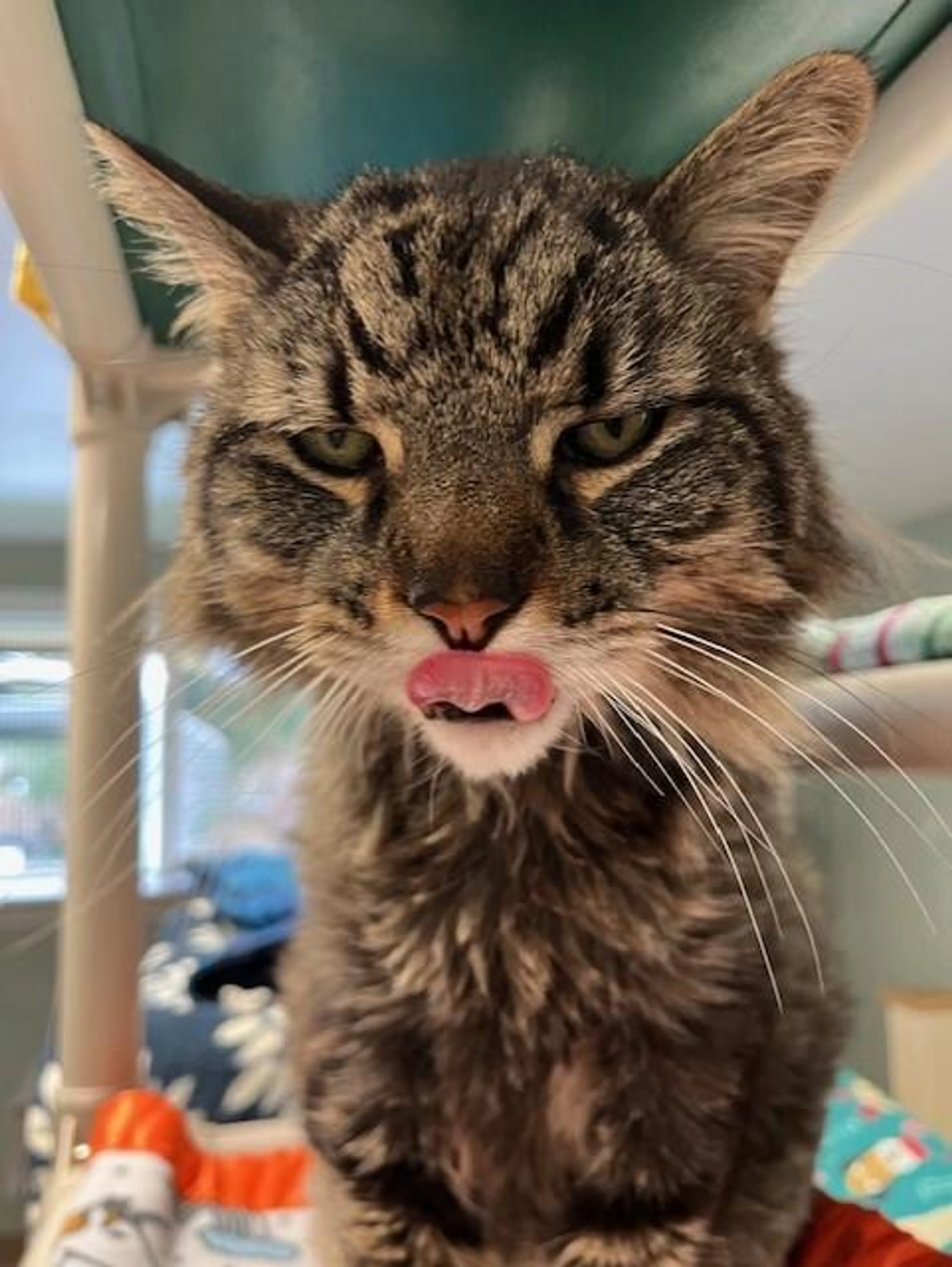 Found pet-4
