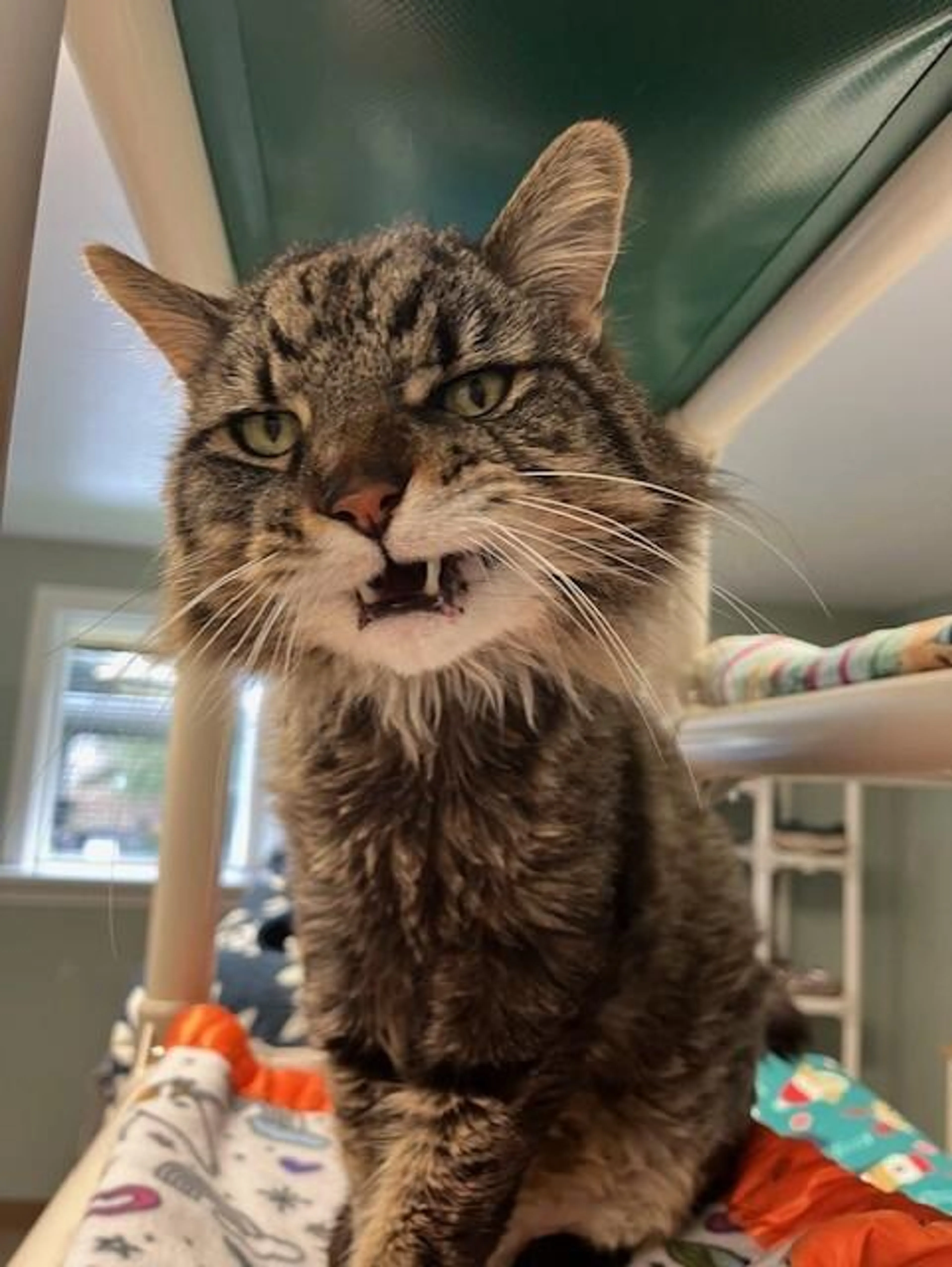 Found pet-3