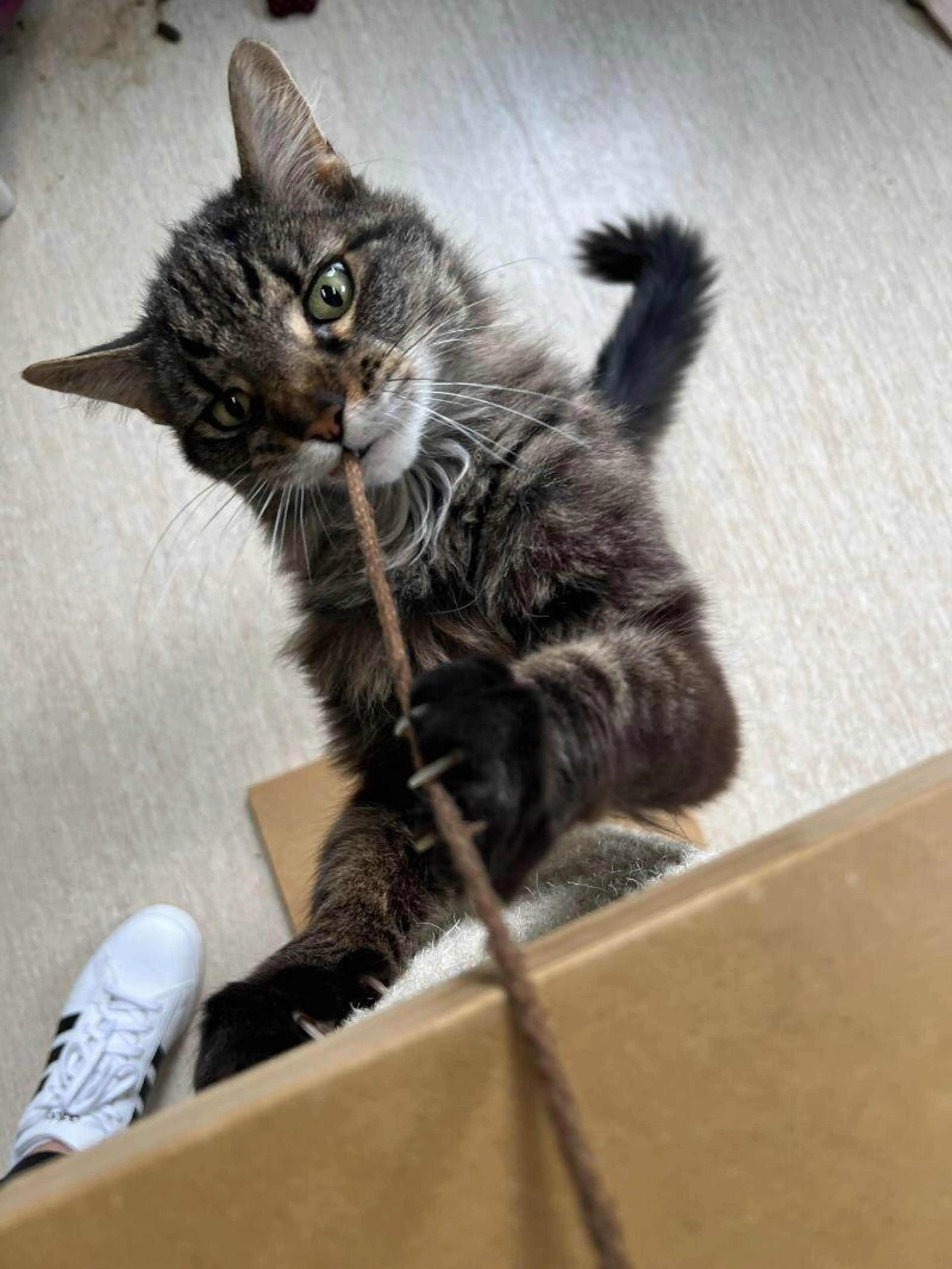 Found pet-0