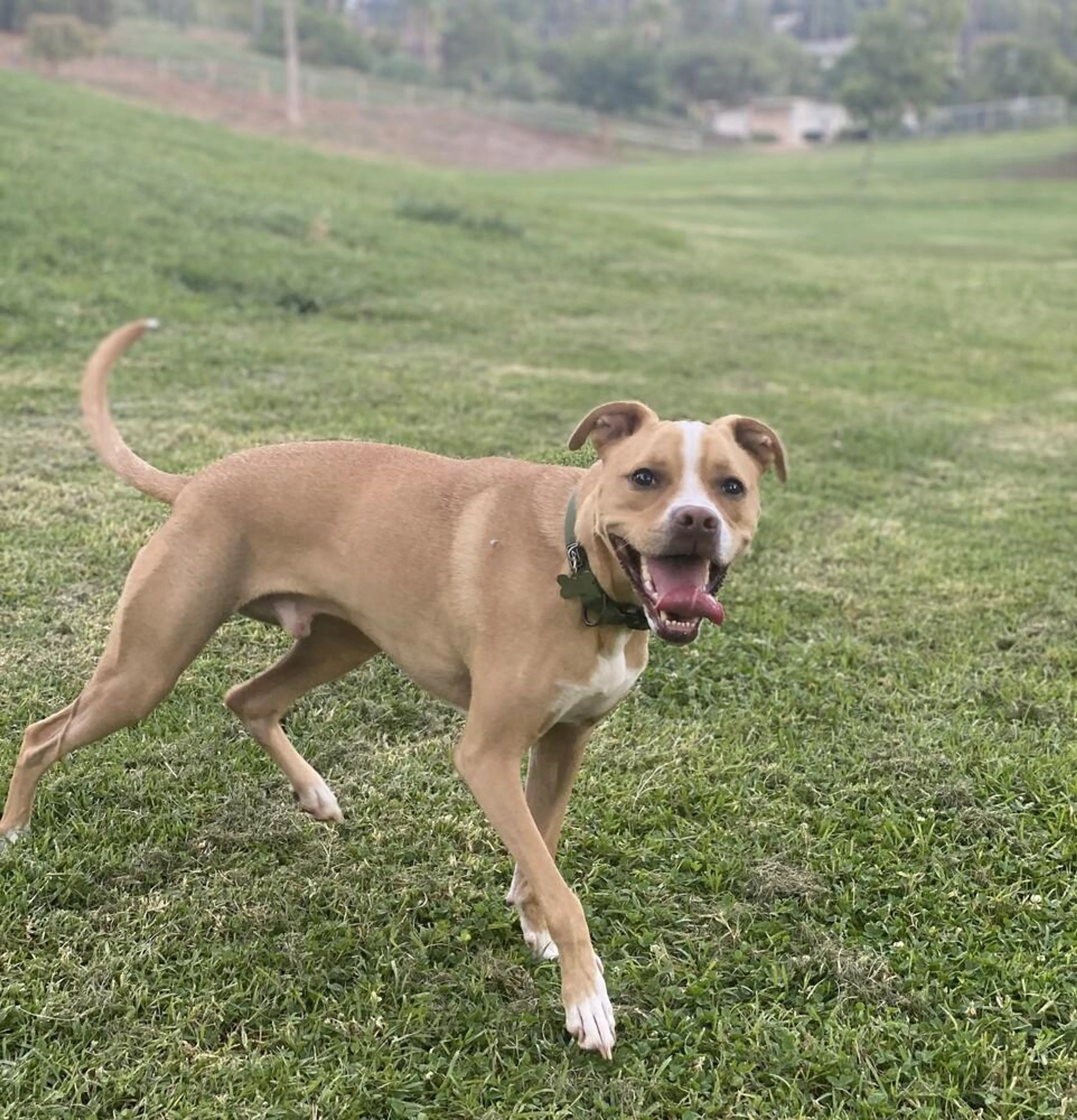 Found pet-2