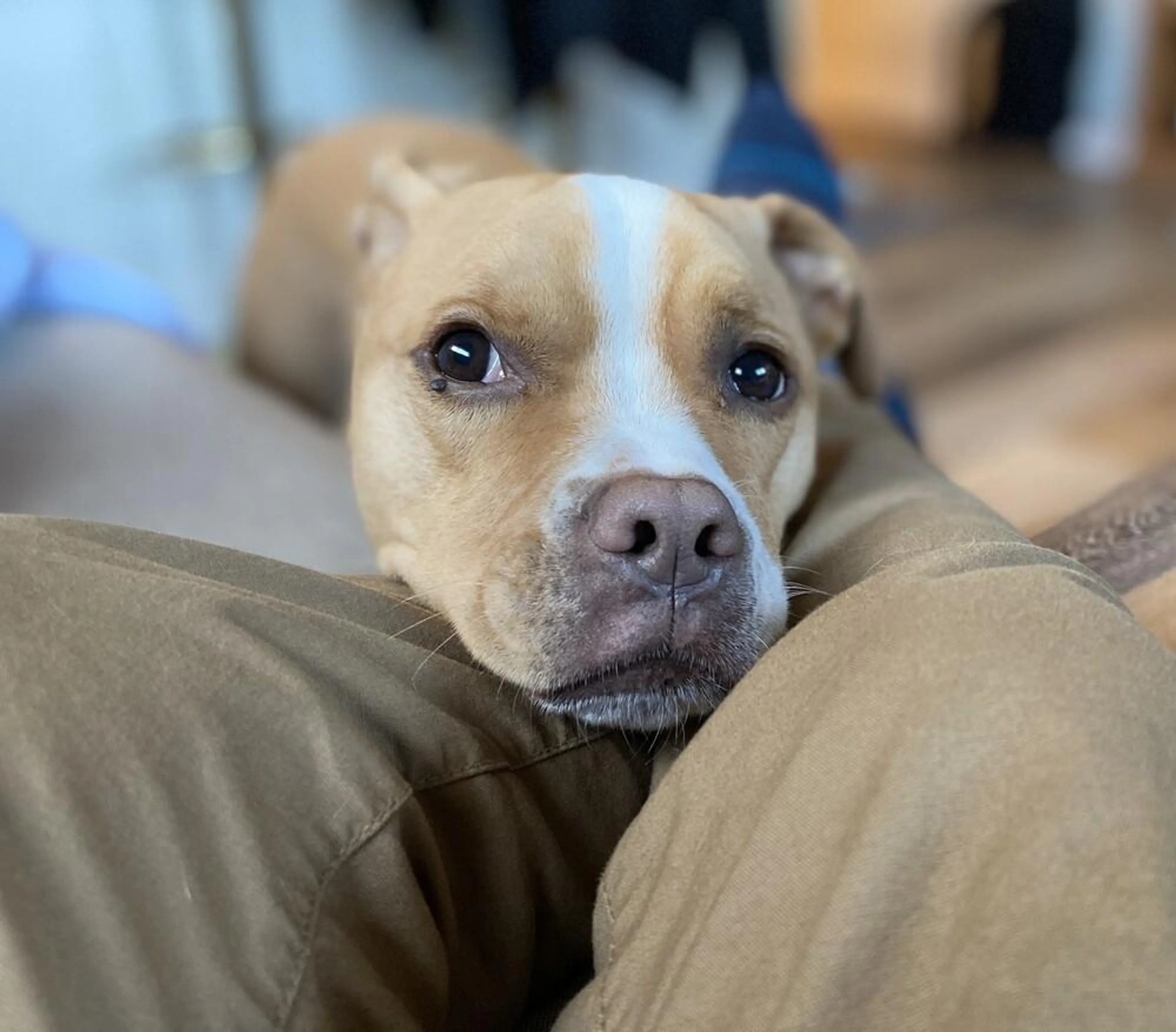 Found pet-1