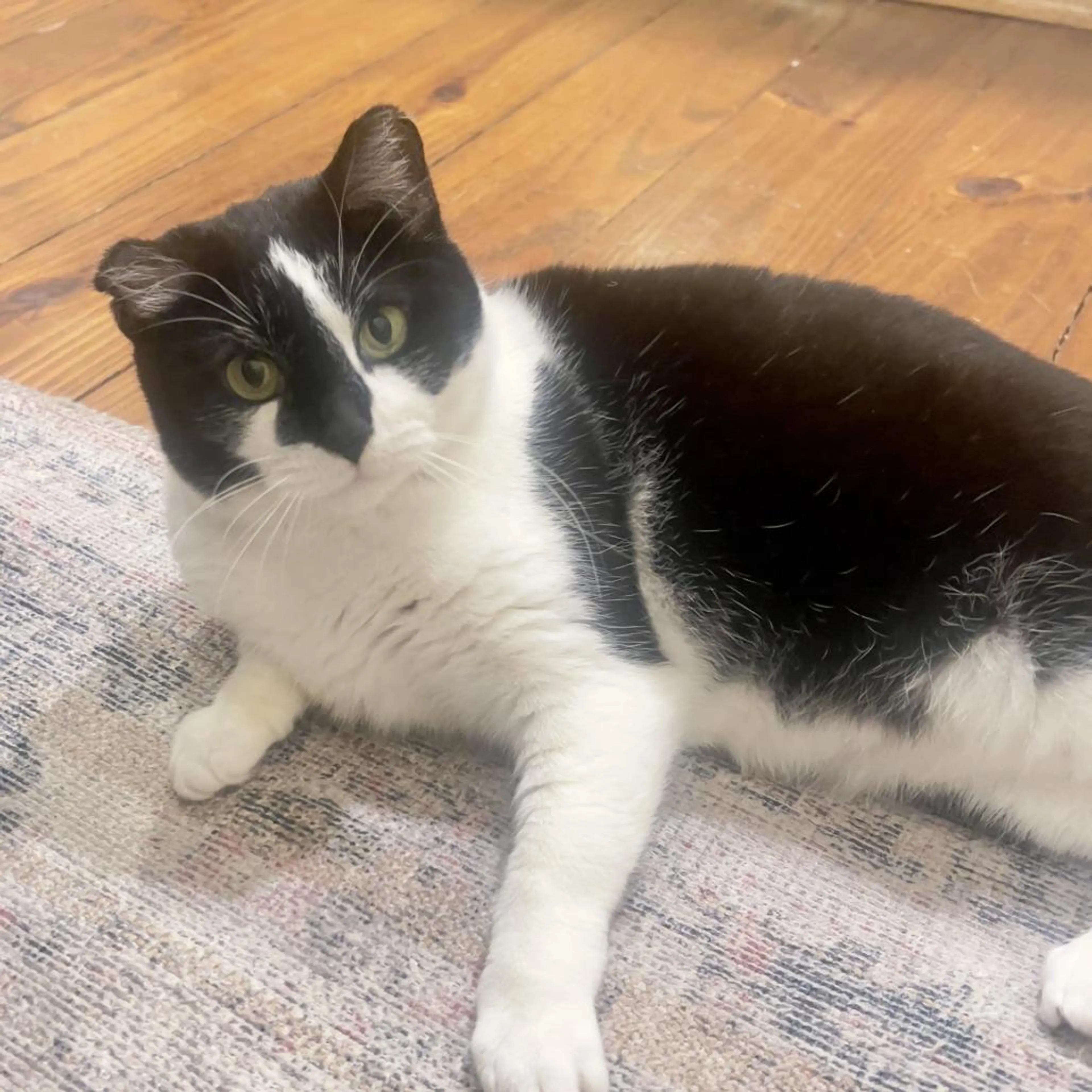 Found pet-1