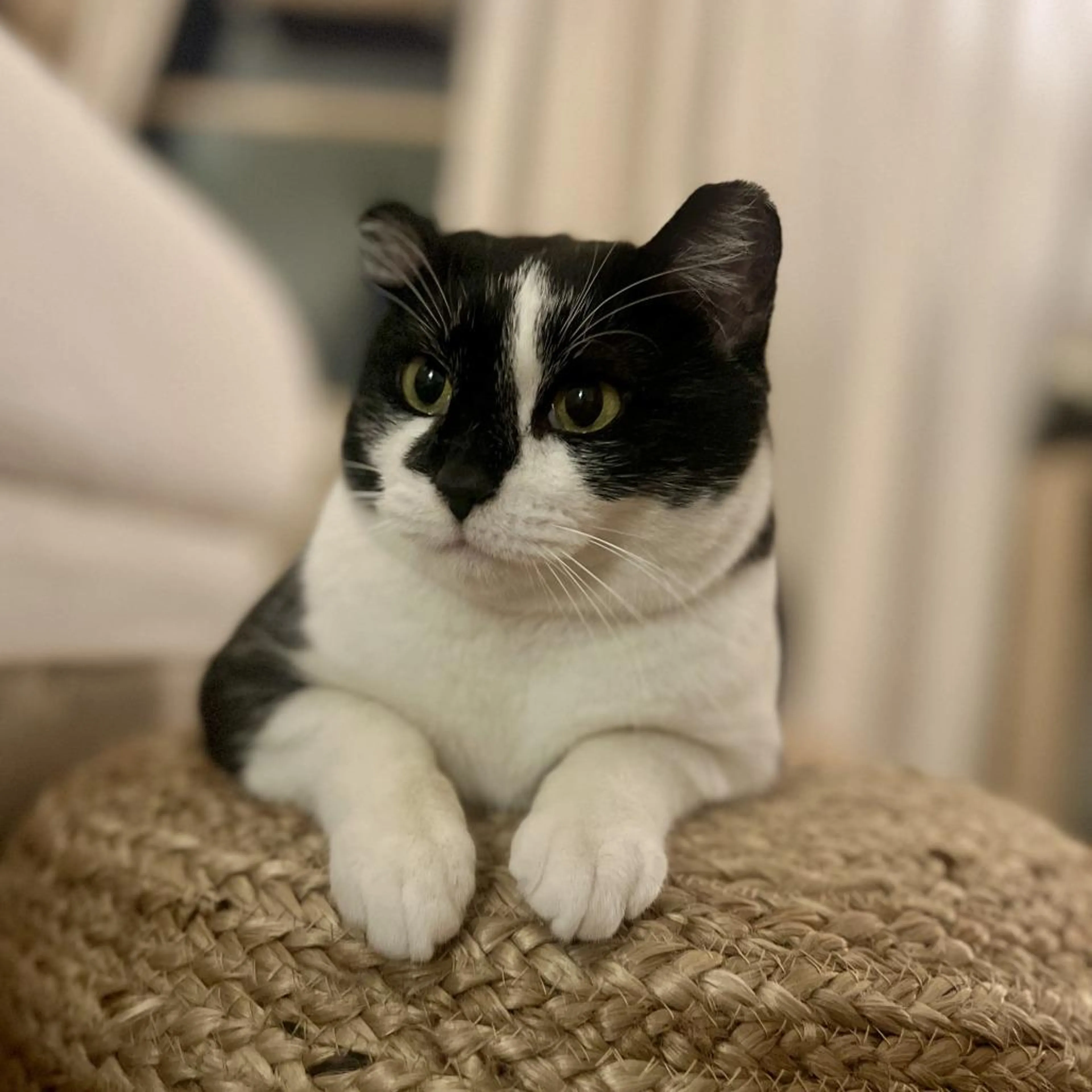 Found pet-4