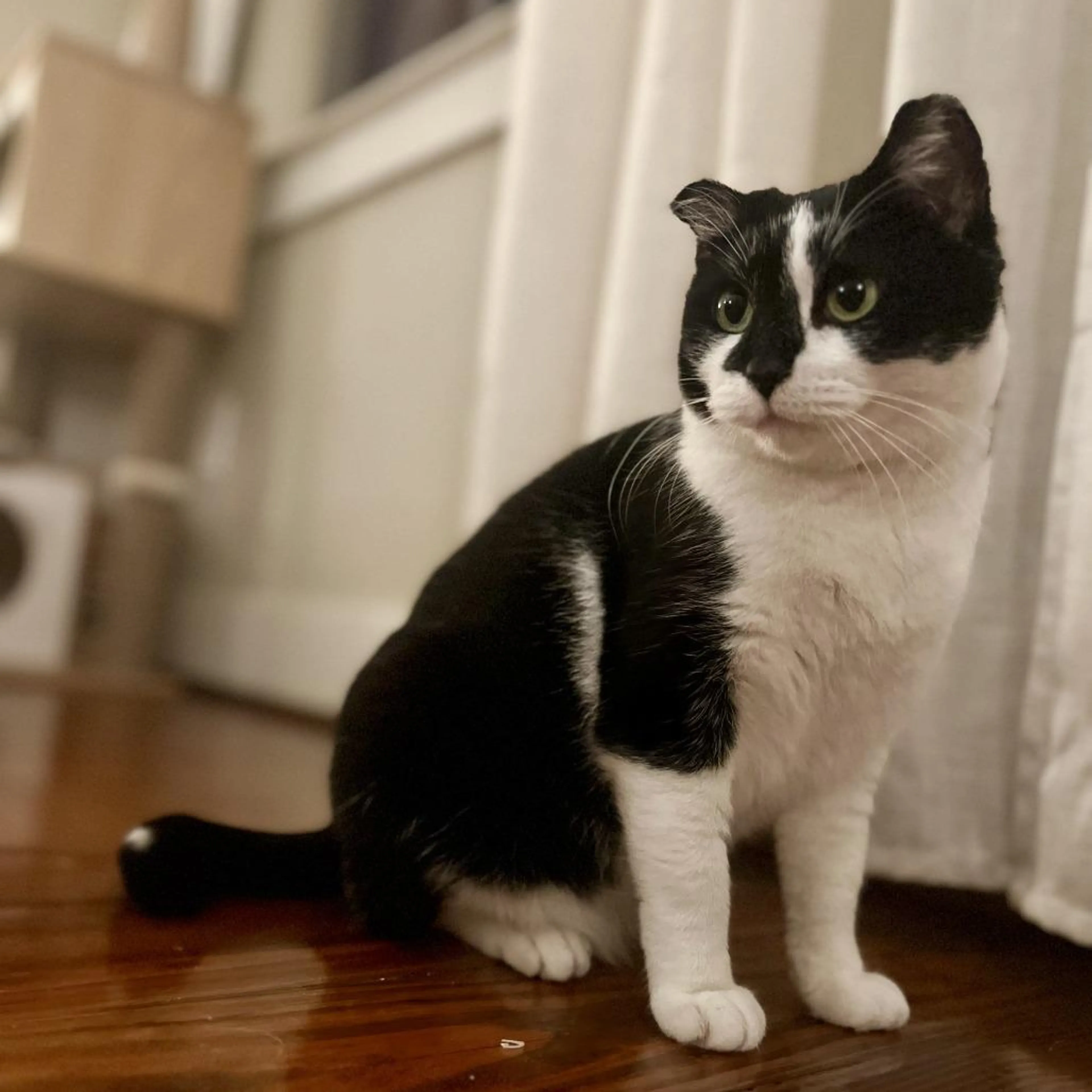 Found pet-0