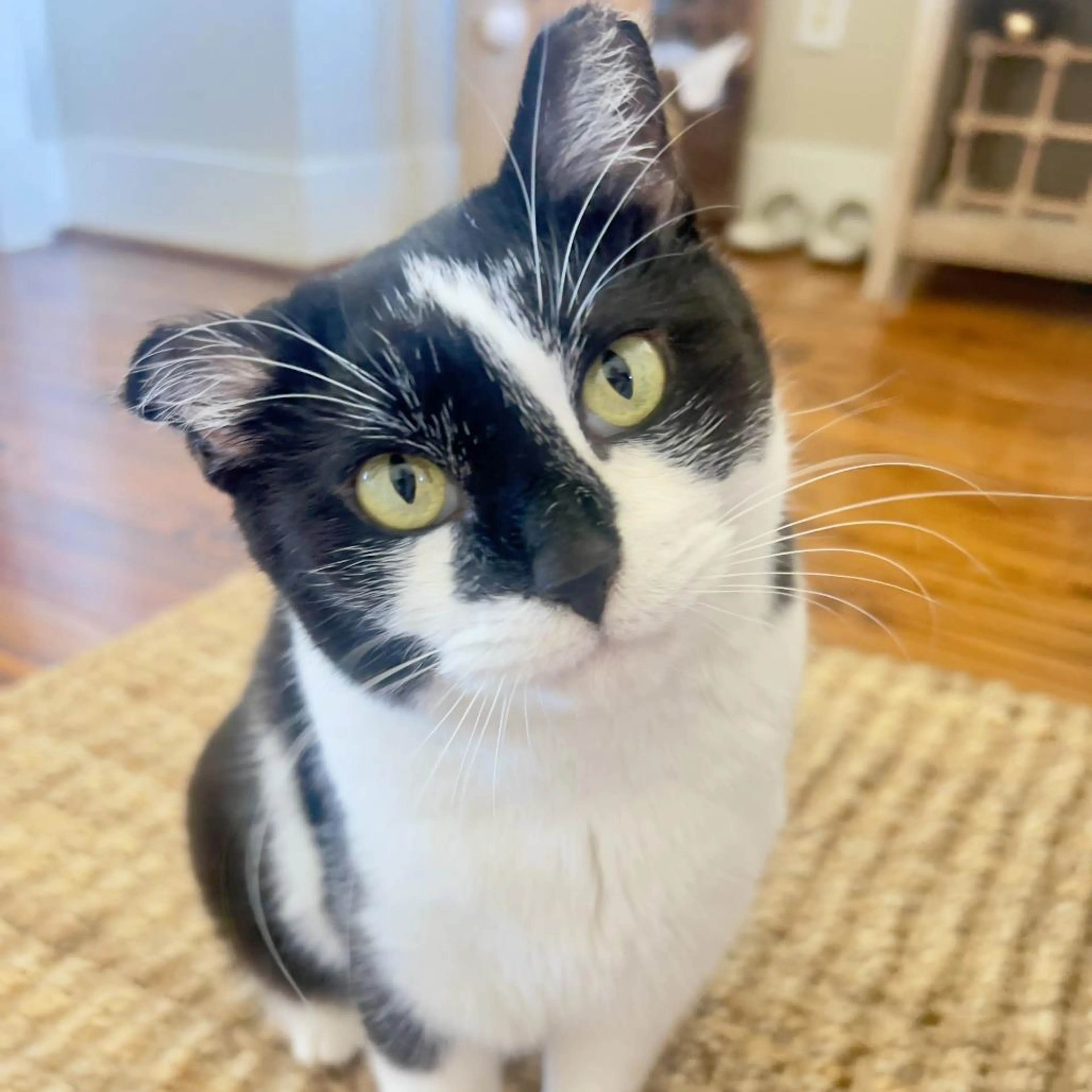 Found pet-2