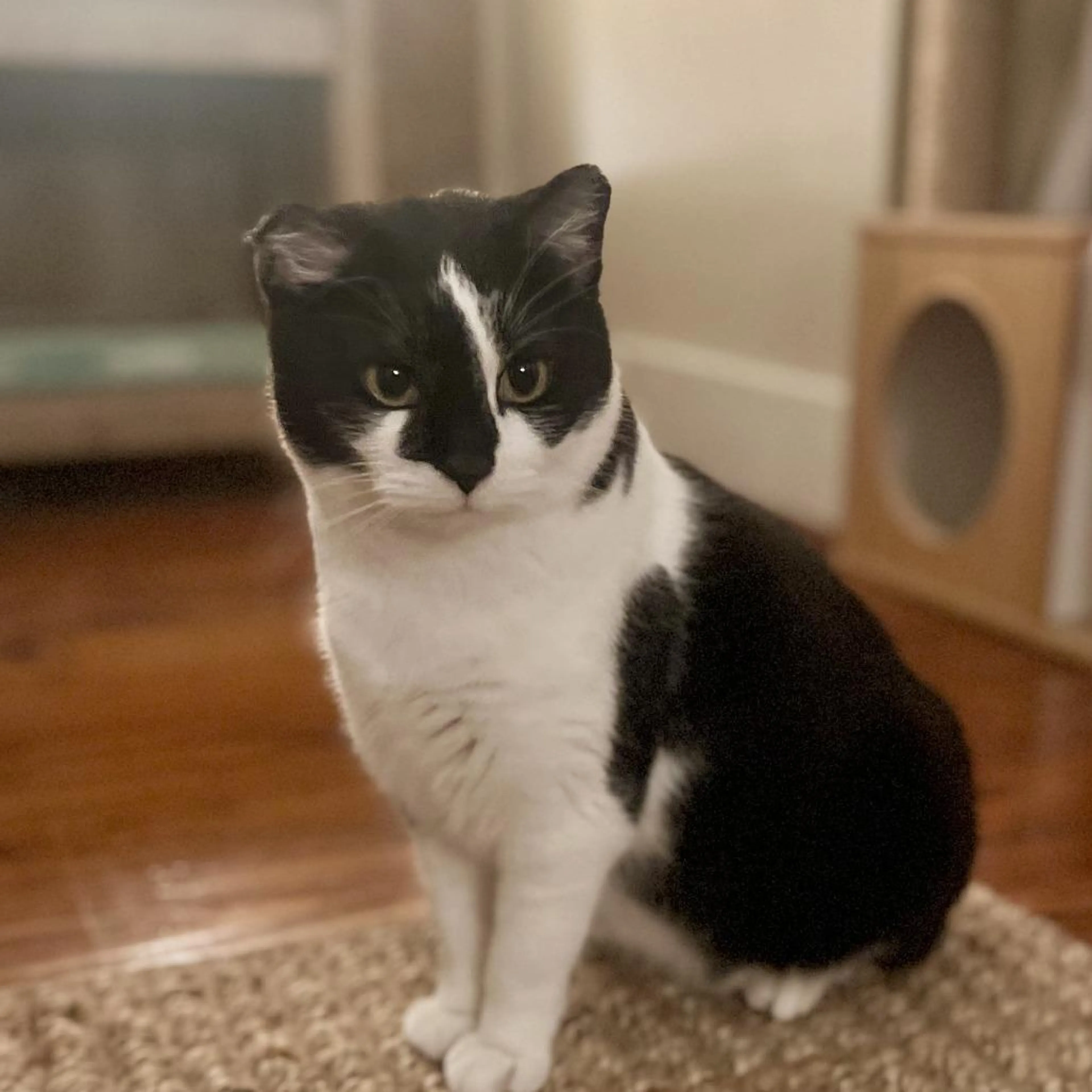 Found pet-3